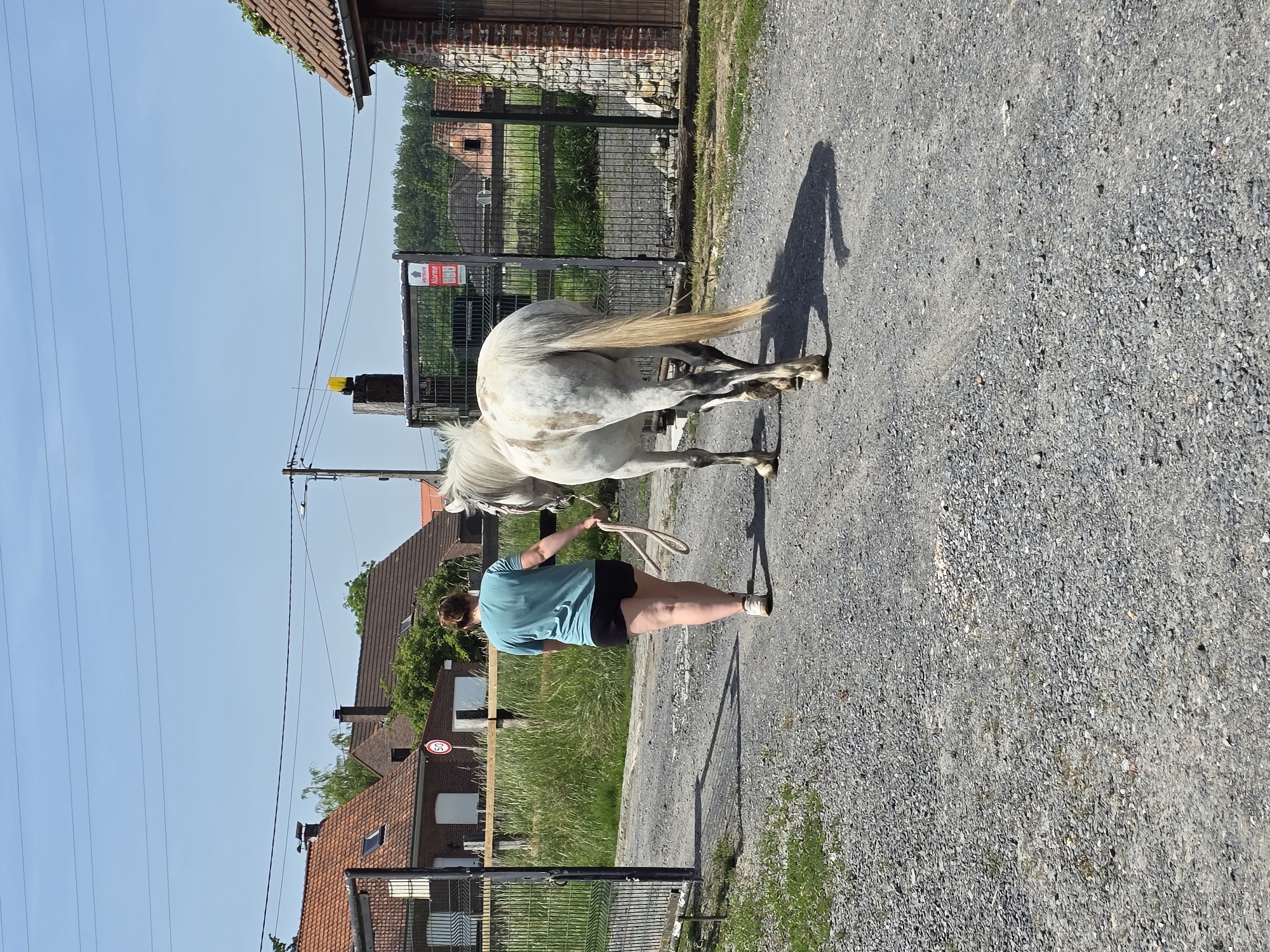 Horses graze peacefully in Tournai fields during sunny morning