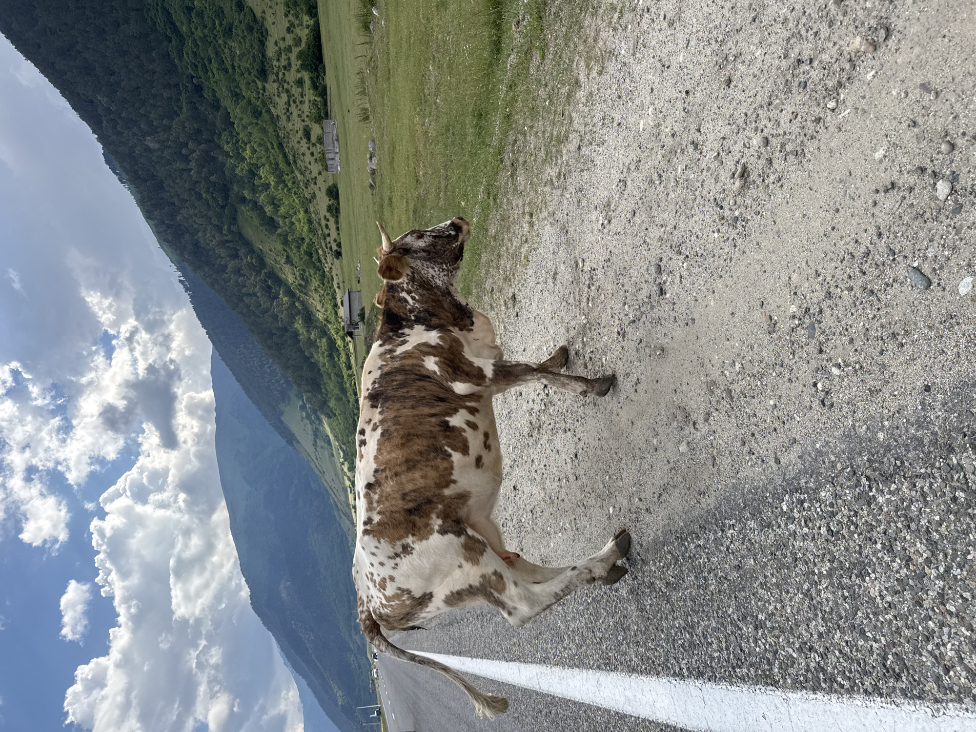 Cattle grazing in mountain pasture, Caucasus foothills, Russia