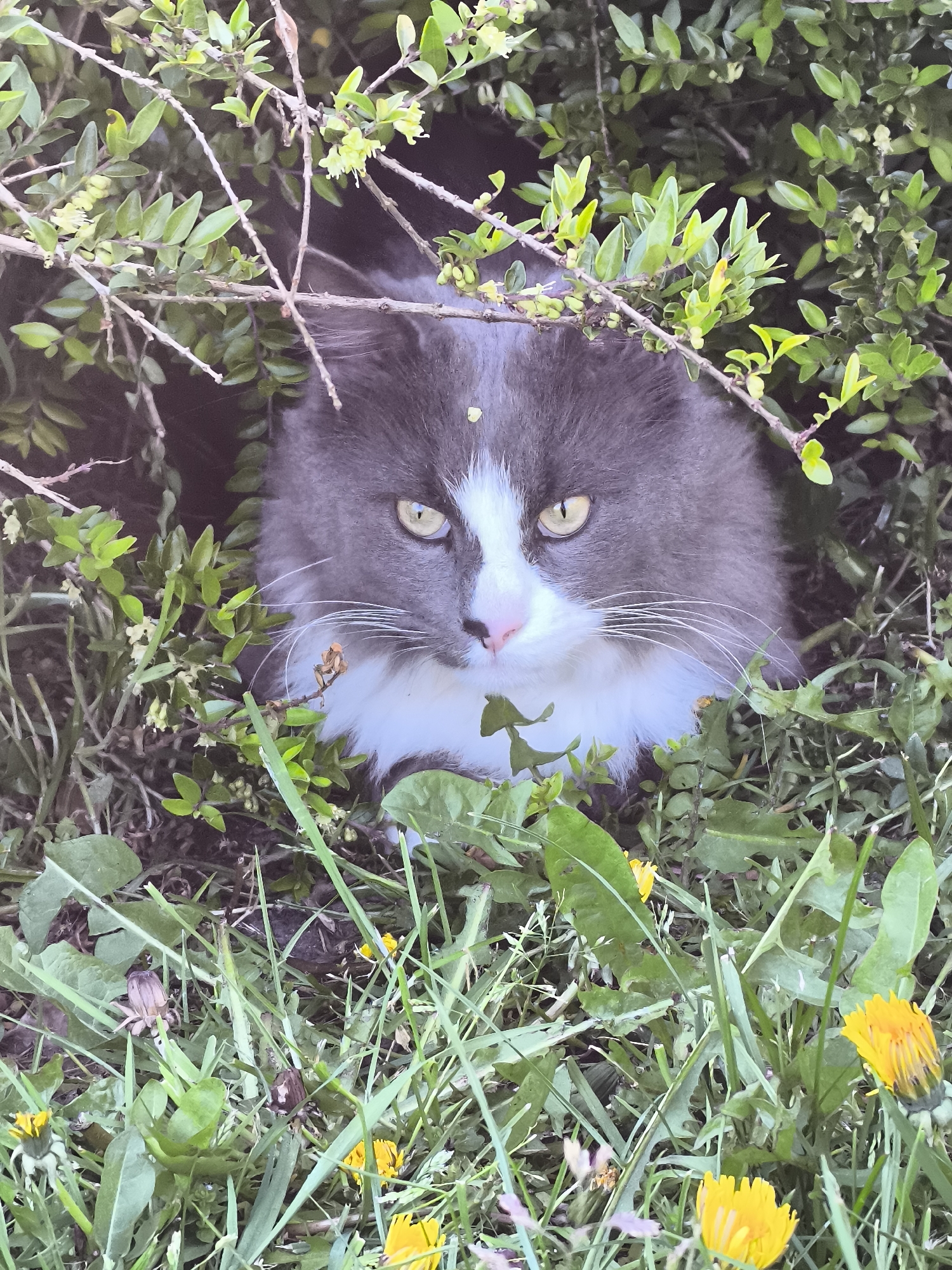 Cat spotted in bushes, magnolia tree observed in Alkmaar
