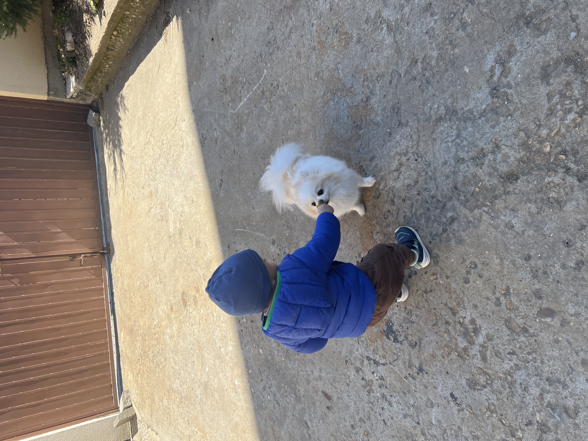 Child plays with dog, picks dandelions in Lozen