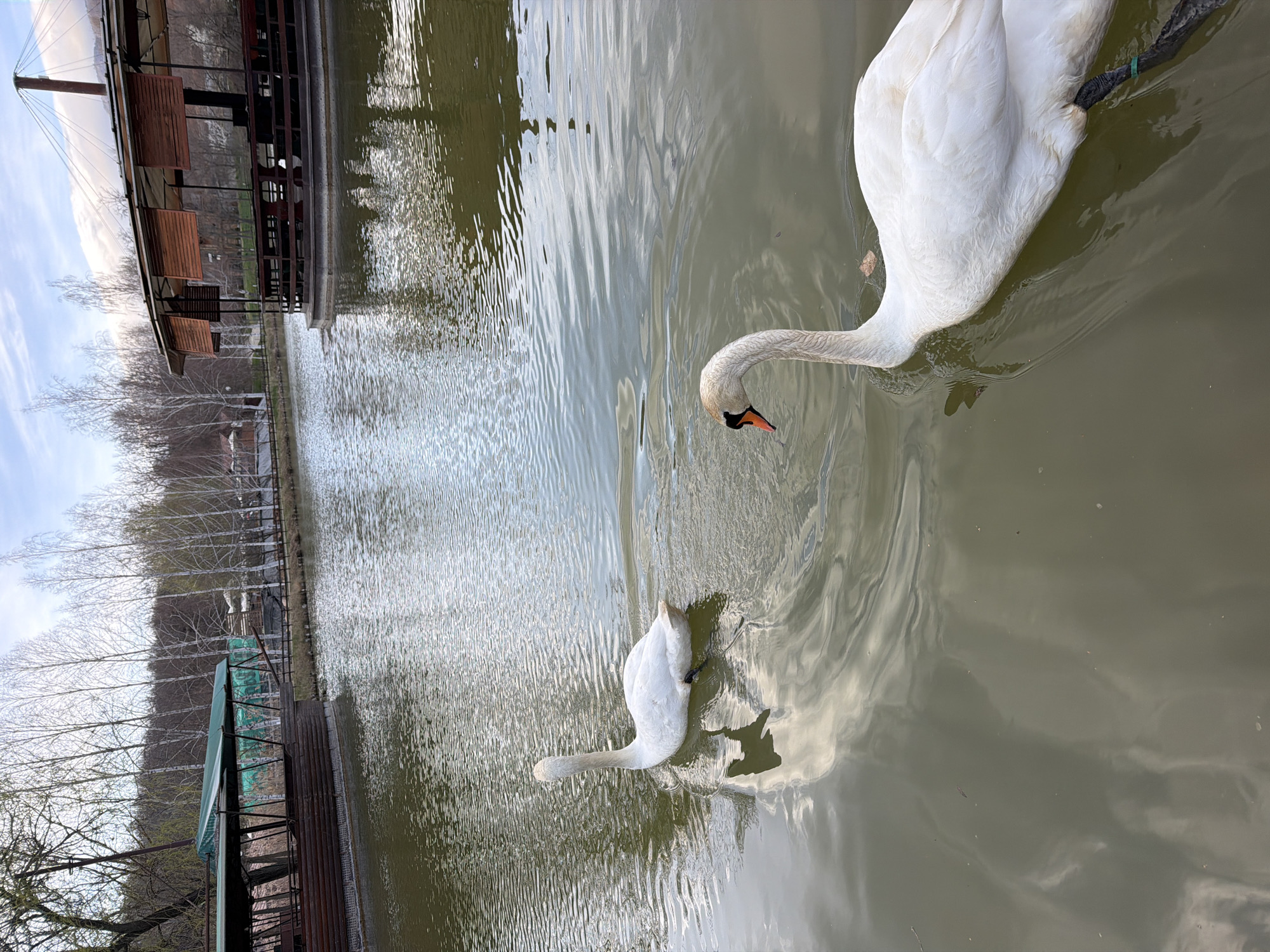 White swans spotted in peaceful pond in Ginovci, Macedonia