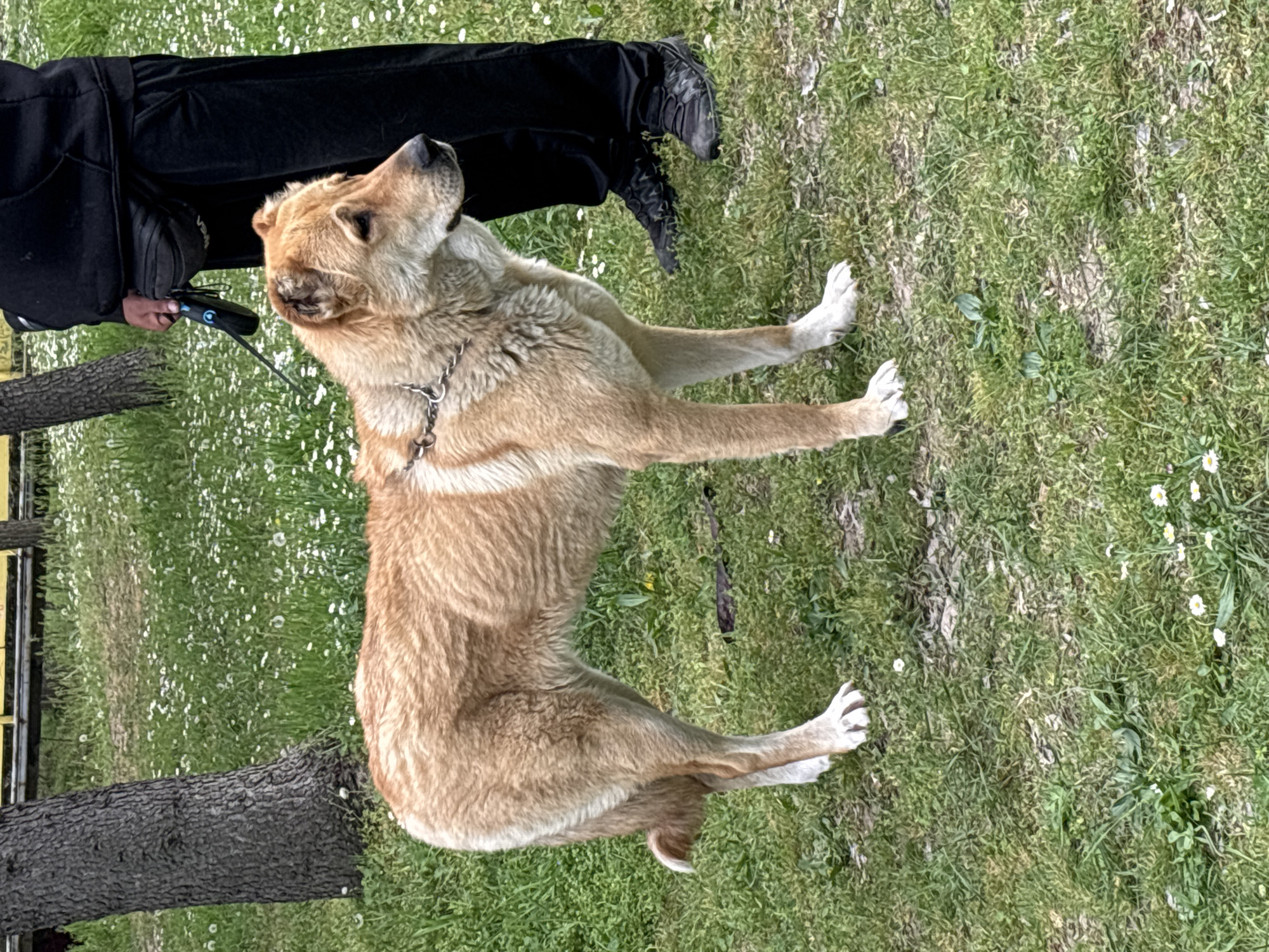 Dog with white paws spotted on grass in Plovdiv
