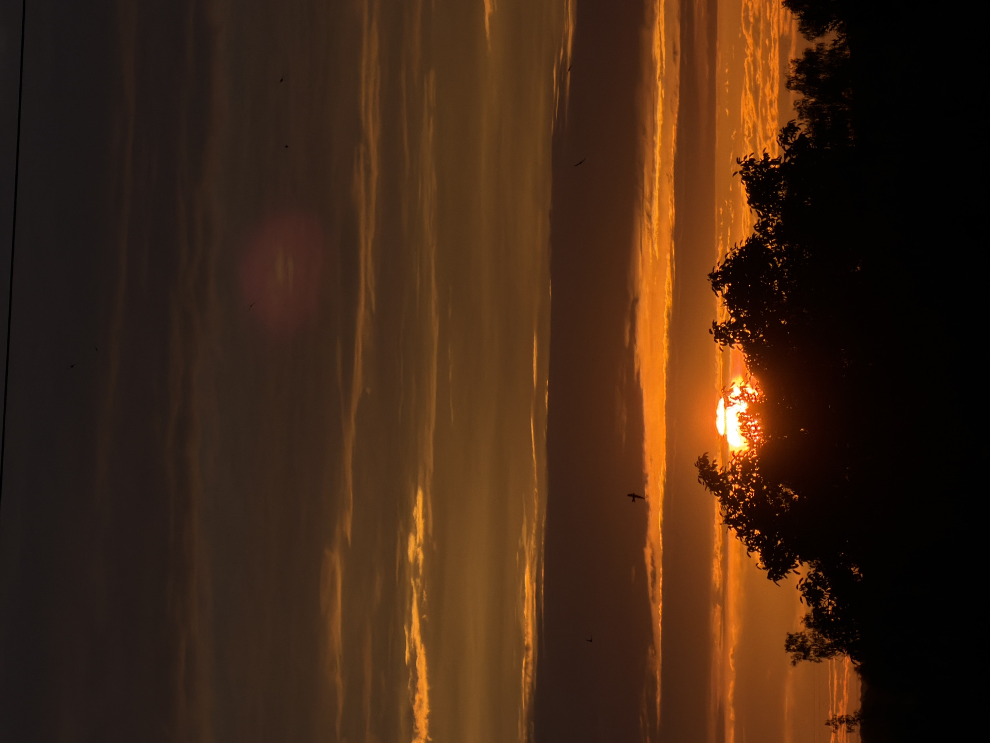 Golden sunset over Gorzow, trees silhouetted, bird in flight