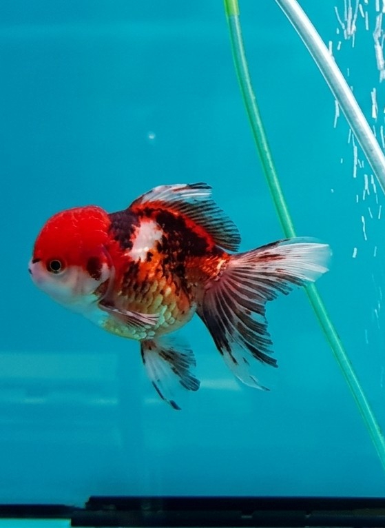 Ornamental fish observed in home aquarium, Medan Indonesia