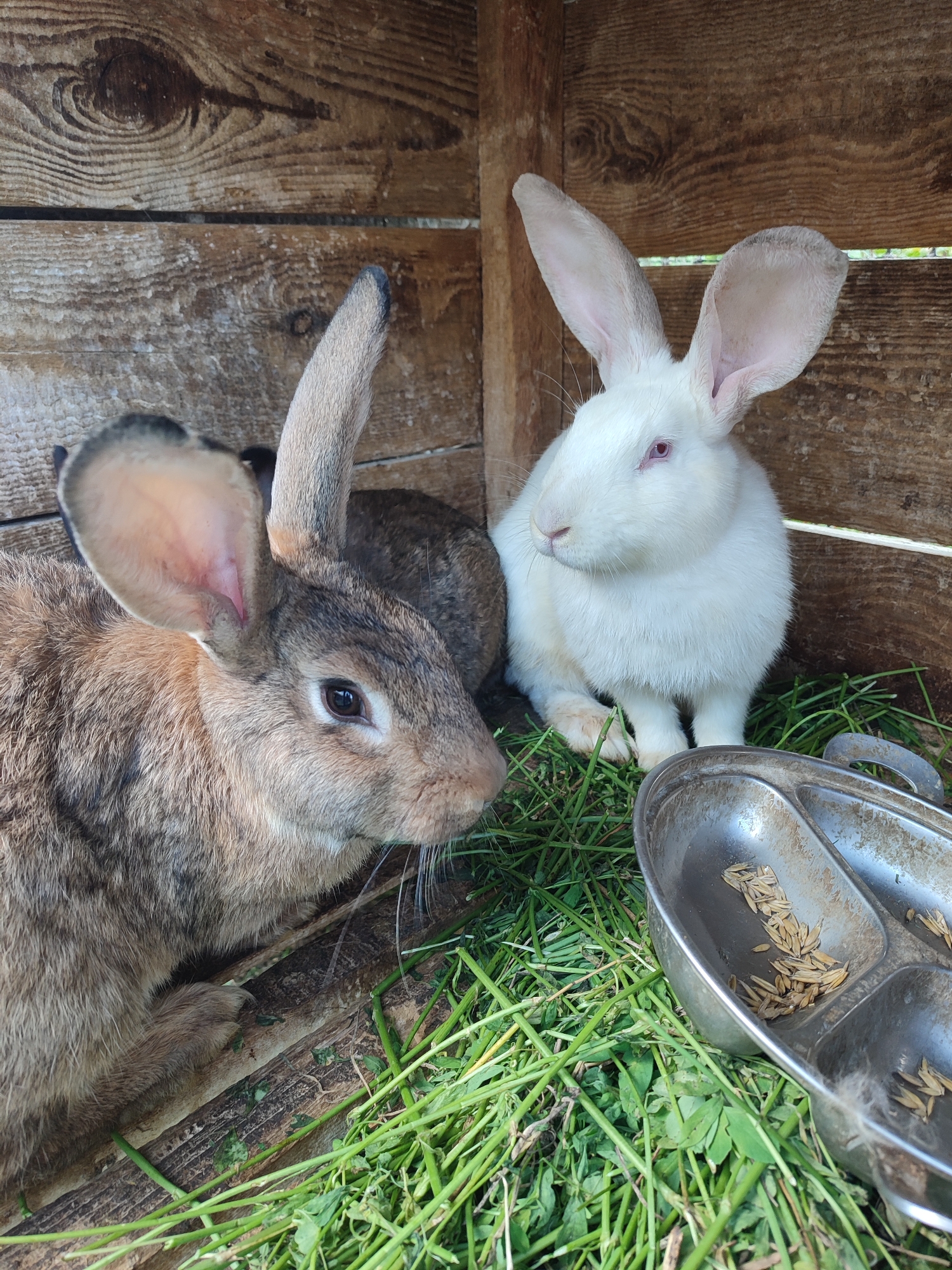 Backyard life on a Ukrainian homestead: animals, gardens, and blooms