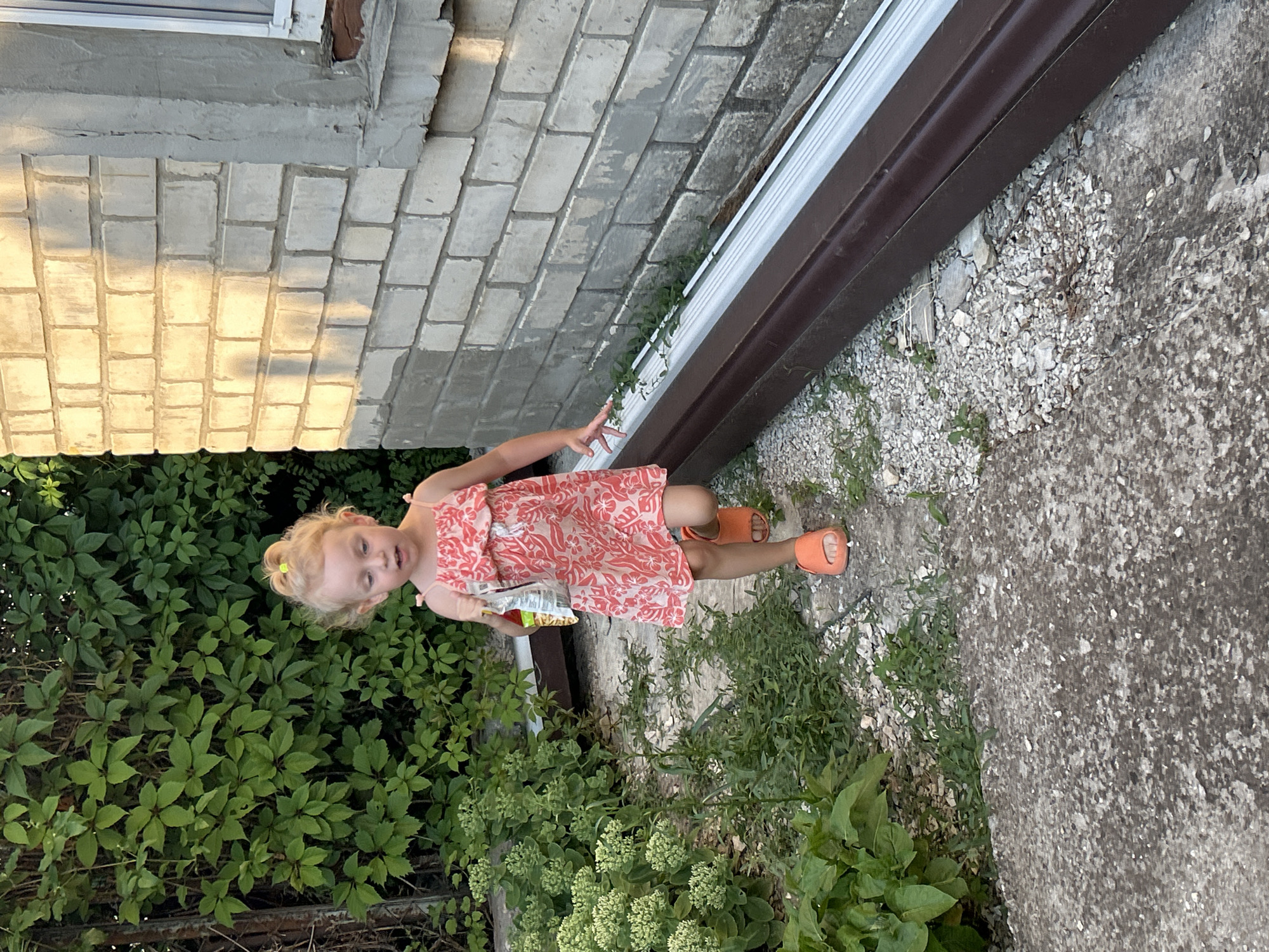 Summer afternoon in a Gelendzhik garden, flowers and downtime