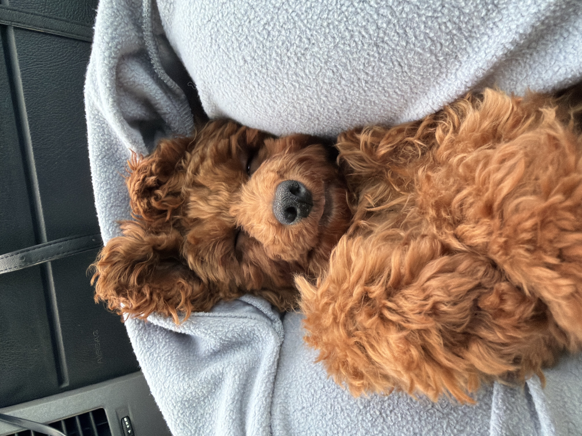 Fluffy poodle mix naps on its back in Osetenovo