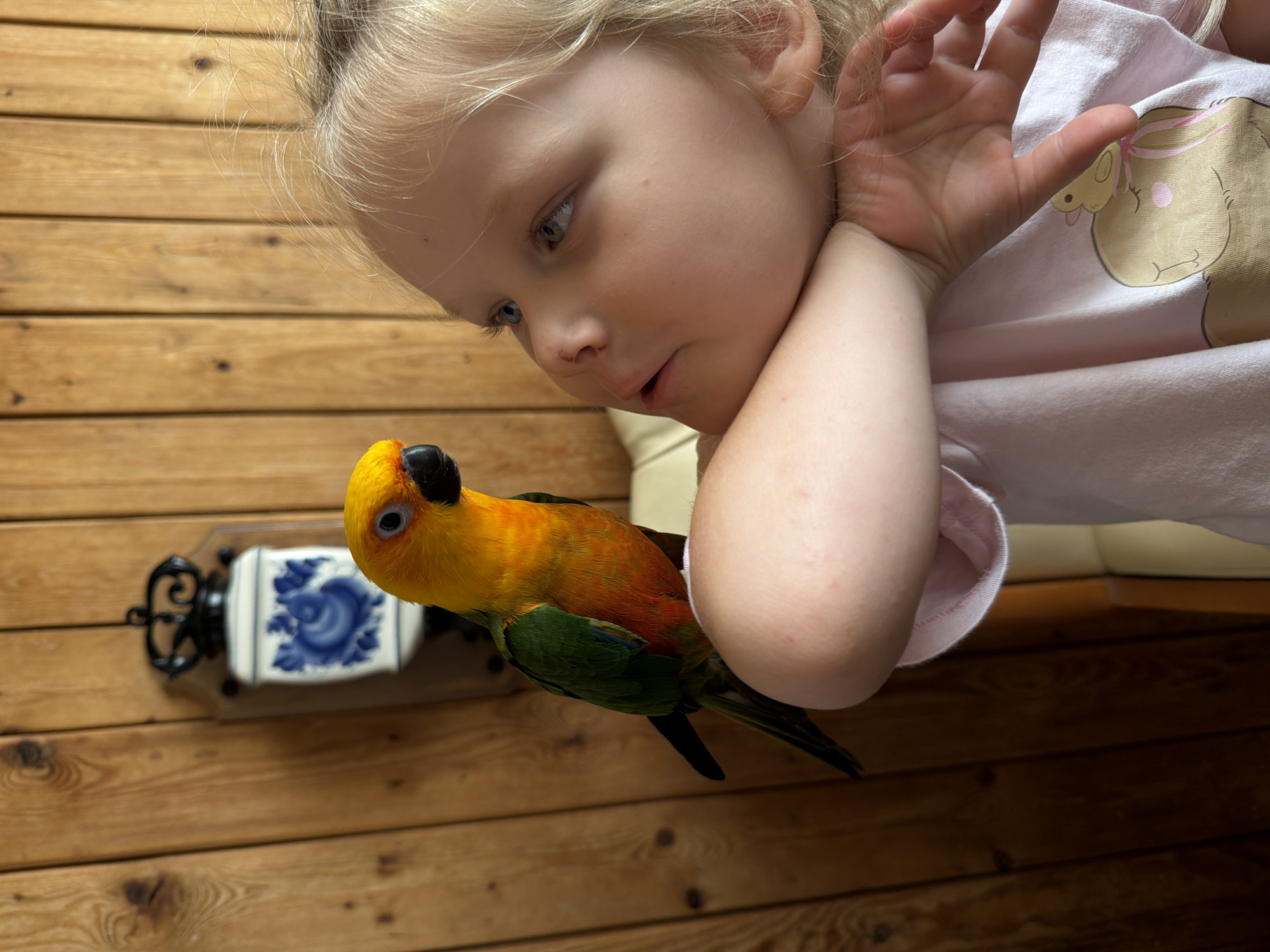 Up close with a Sun Conure parrot in Khimki