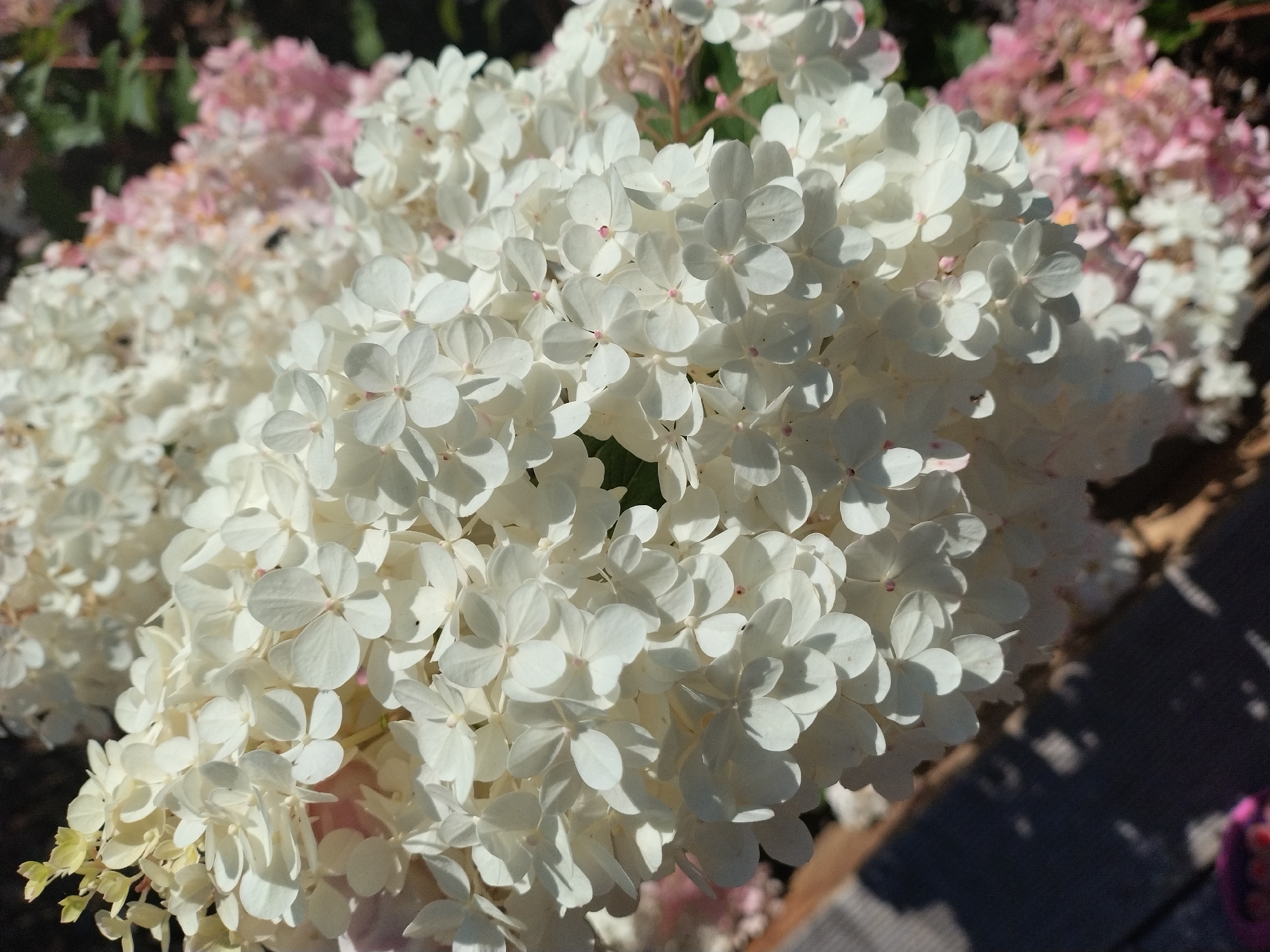 Summer garden in full bloom, Písek