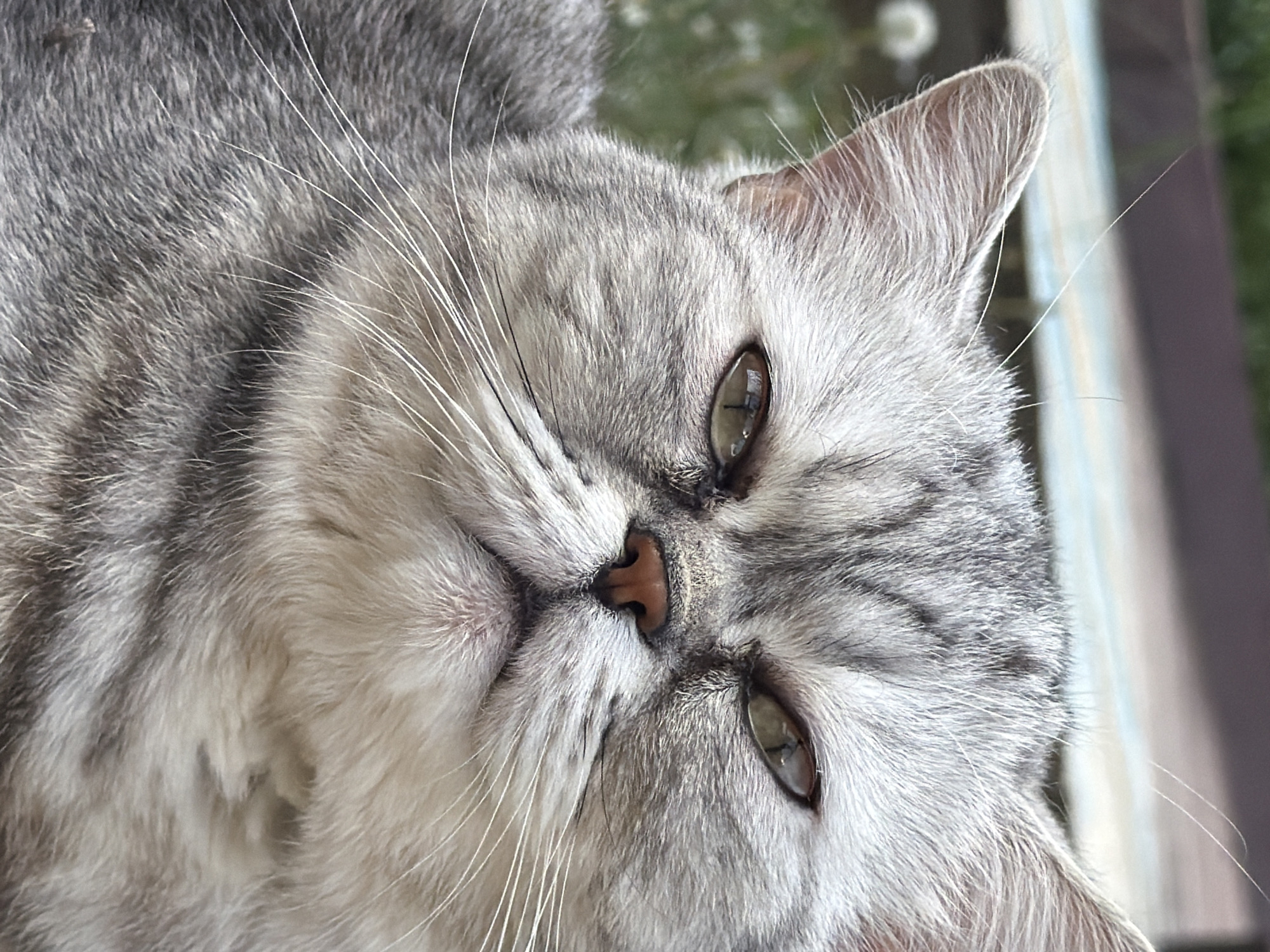 Family enjoys quiet afternoon with cat in Chaikovsky, Russia