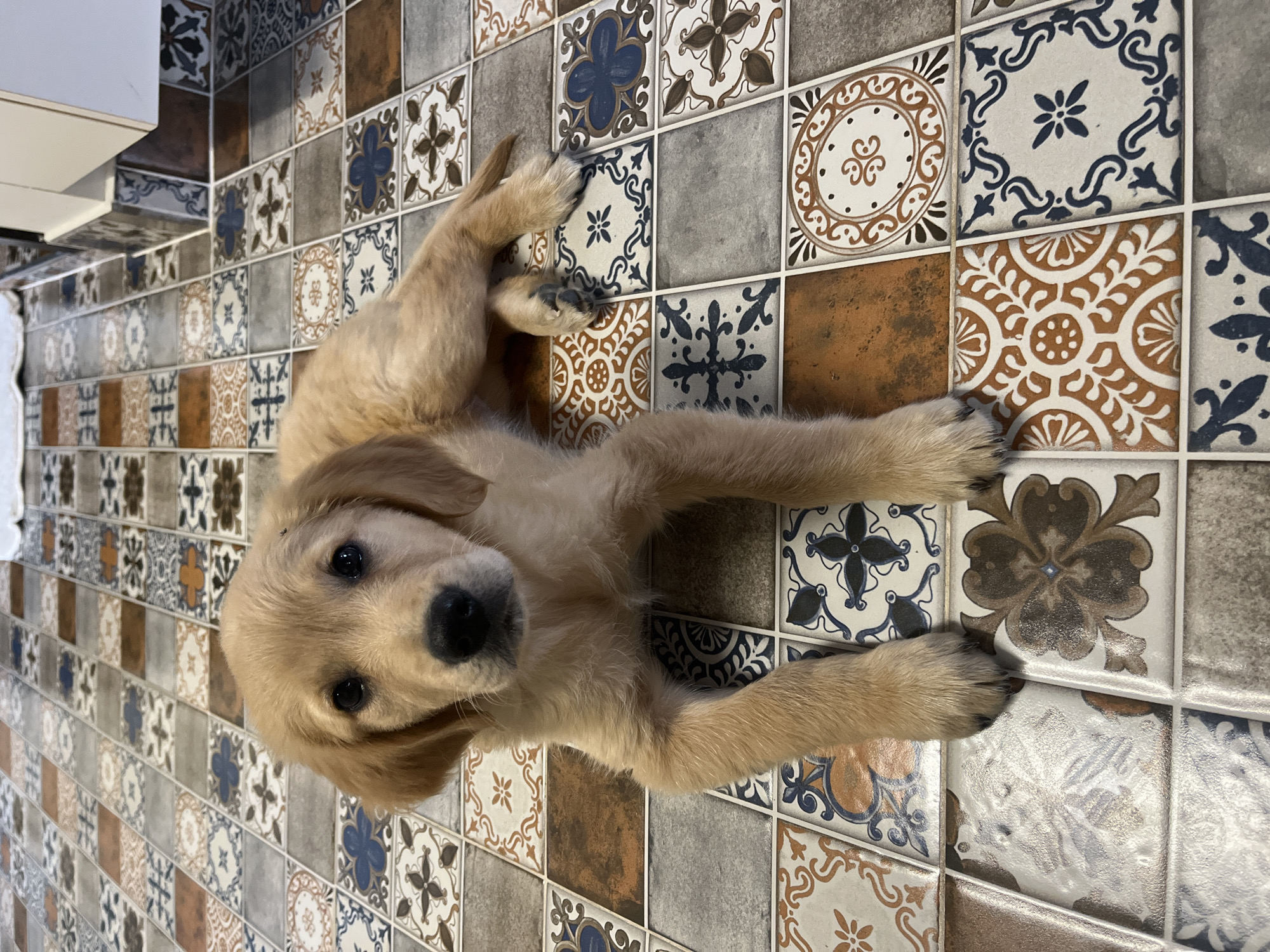 Golden Retriever puppy captured resting indoors in Kostinbrod