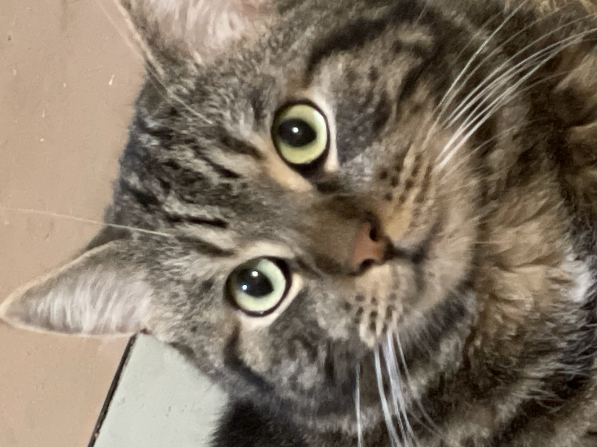 Green-eyed tabby cat in close-up, Cherkasy