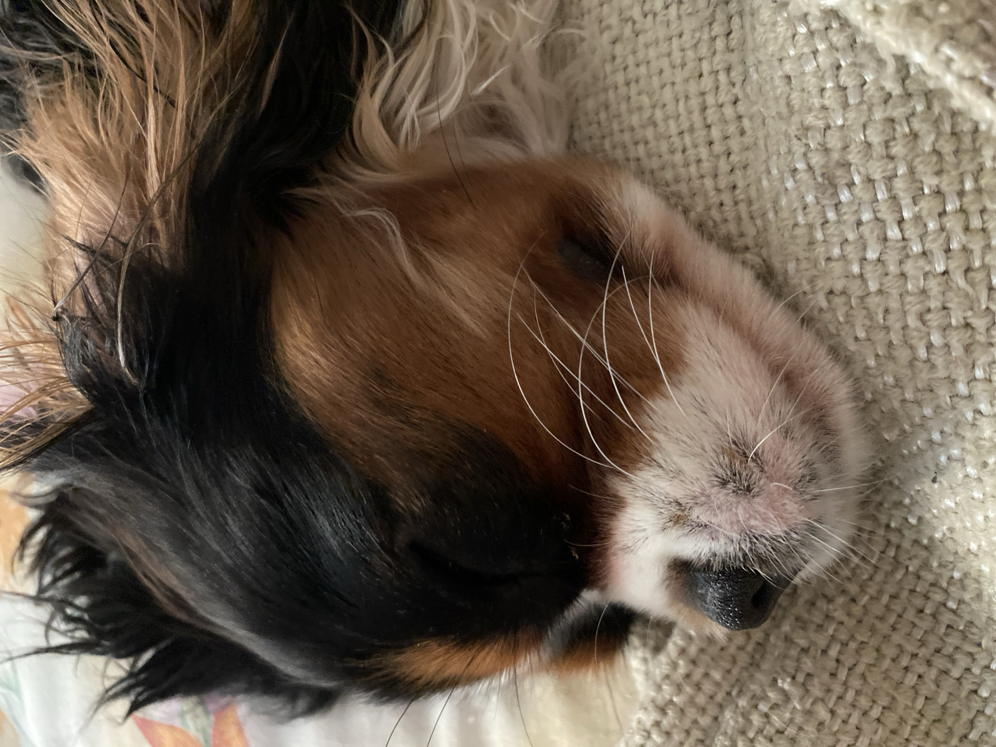 Quiet afternoon documented in Votkinsk: sleeping dog, lilacs, lakeside