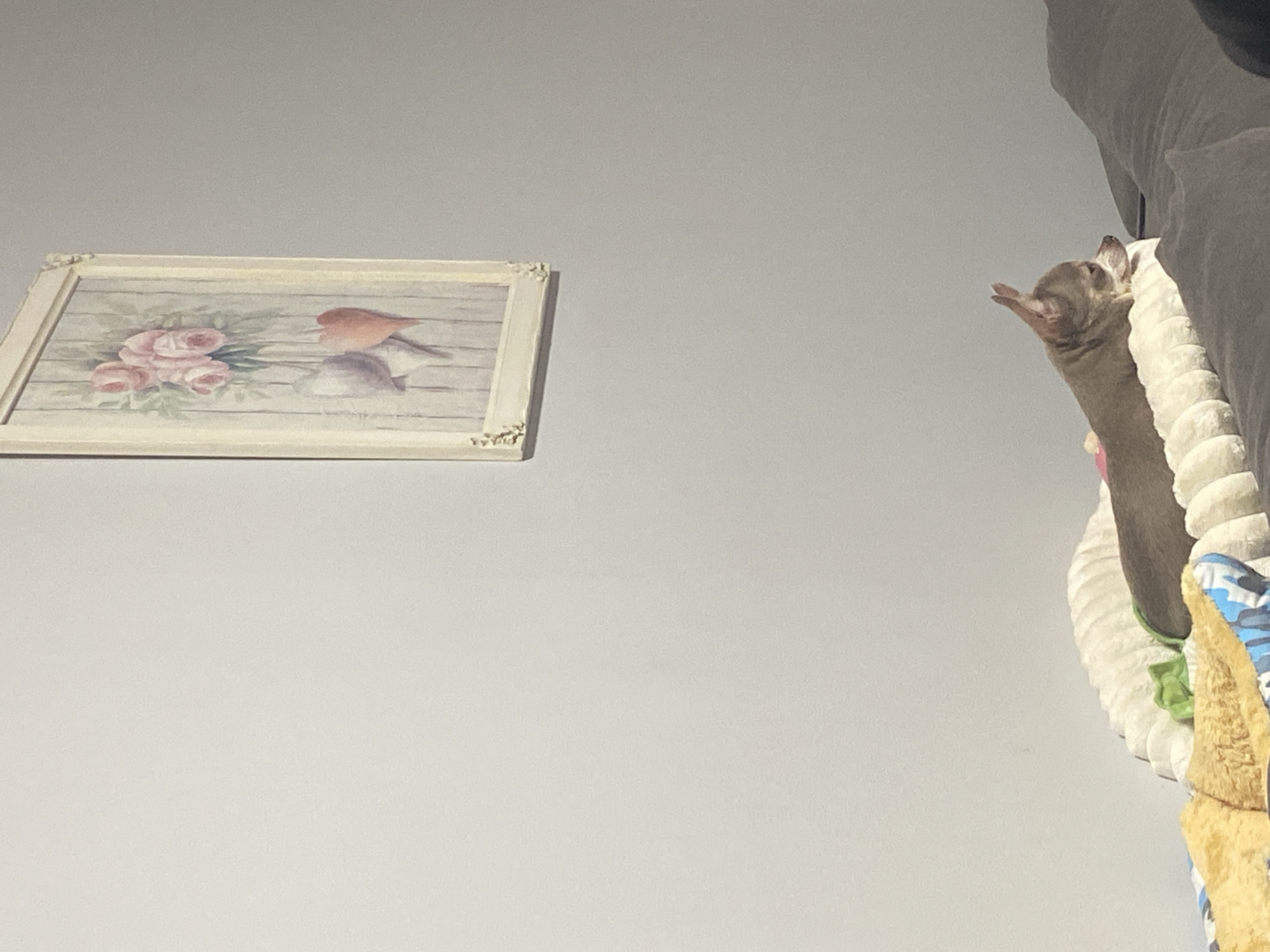 Chihuahua rests beside sofa in quiet domestic scene