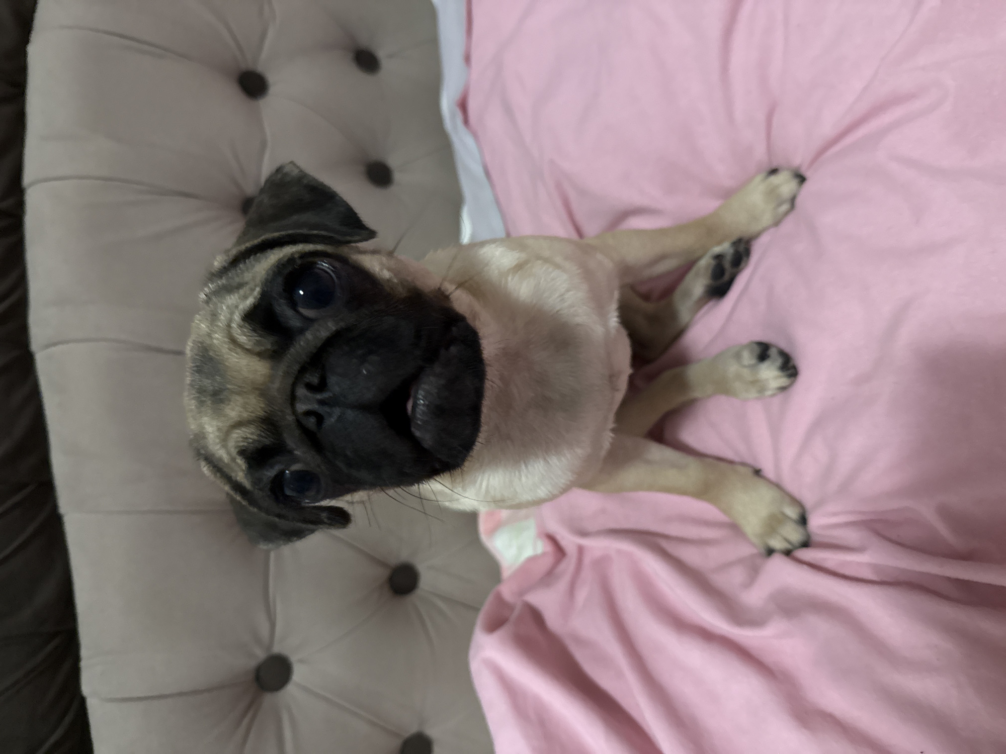 Fawn pug at home: sitting, napping, and lounging around.