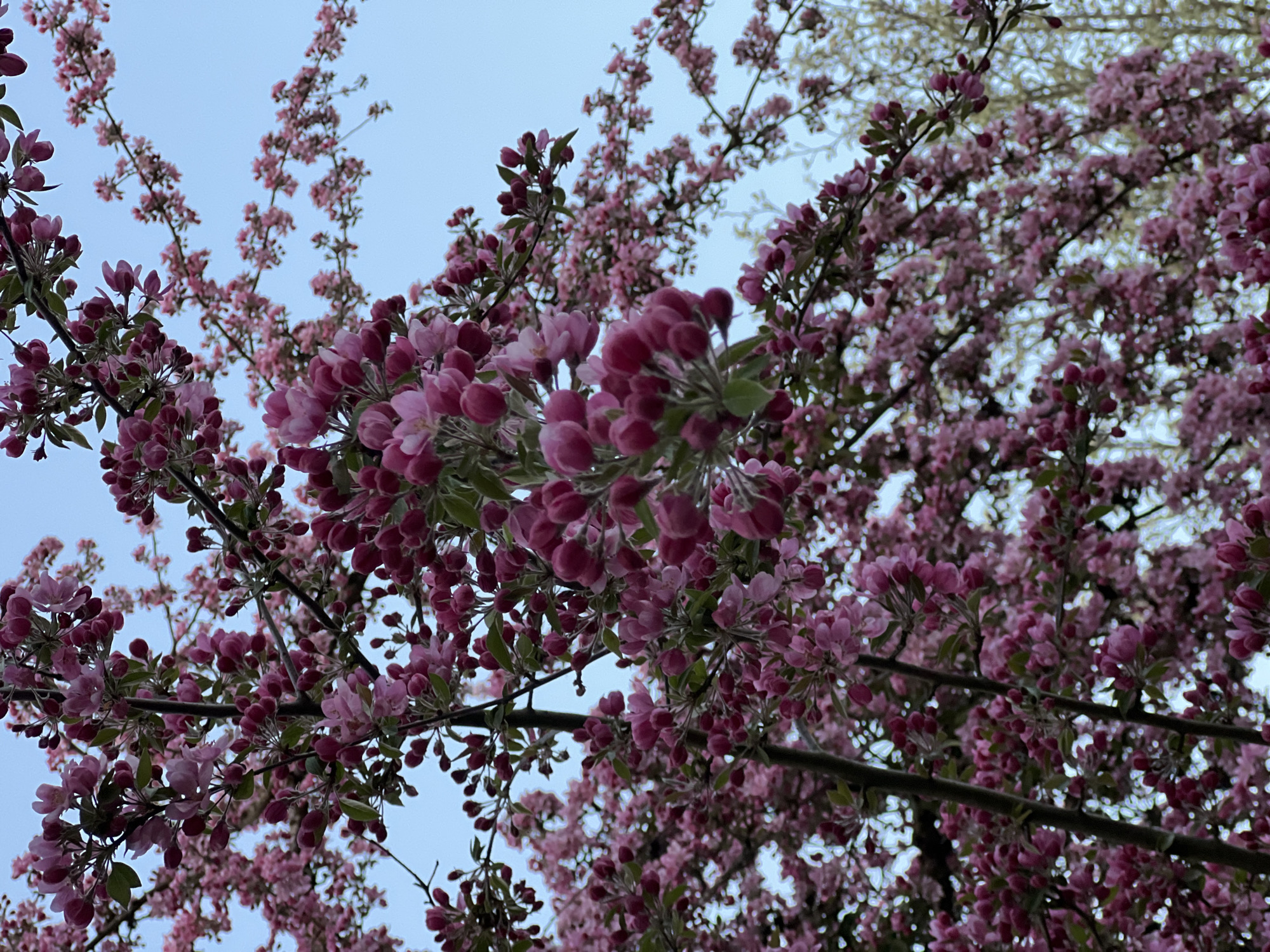 Spring blooms captured in Munich tree canopy views