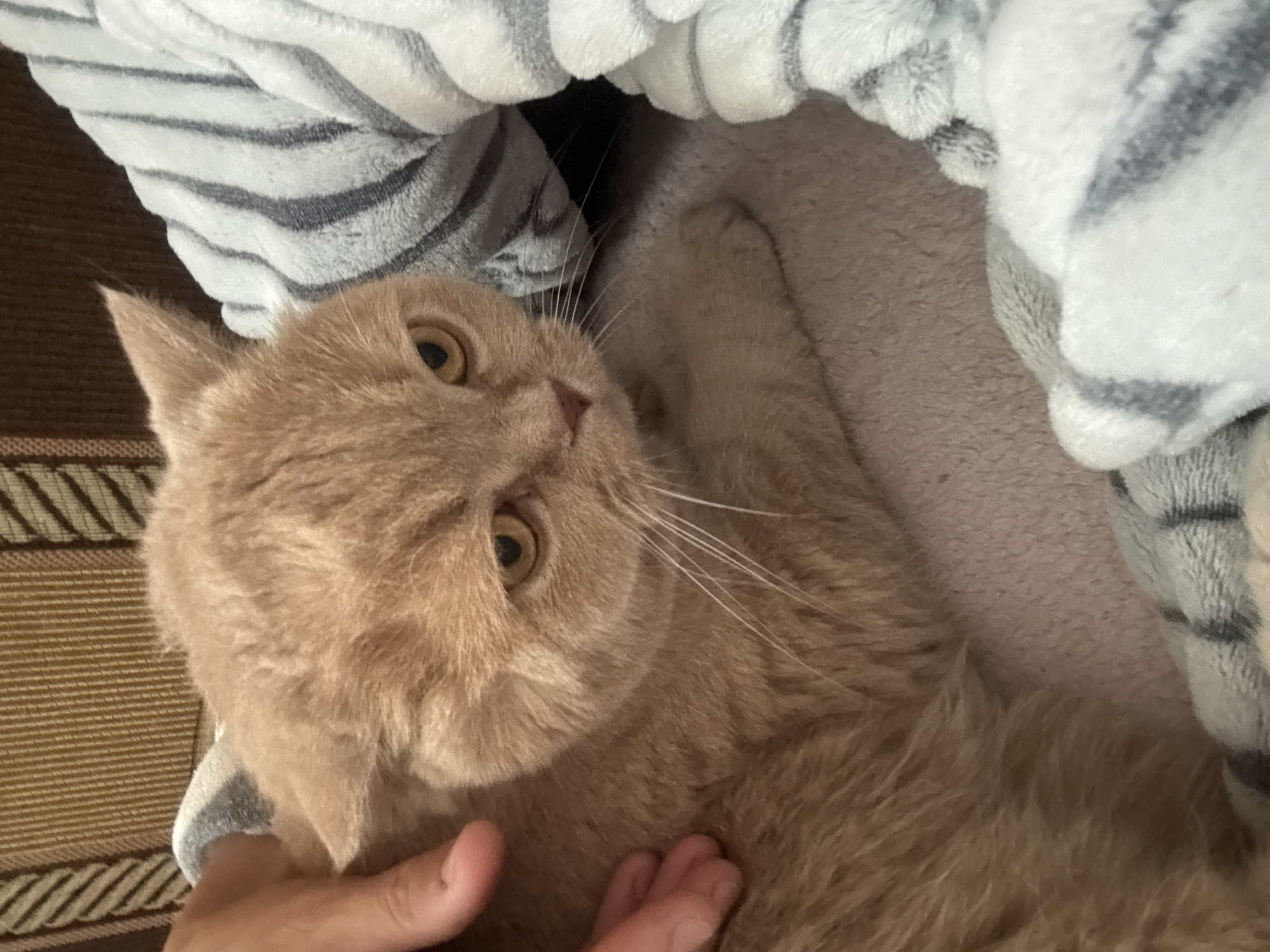 Morning cat time - windowsill watching and cozy moments