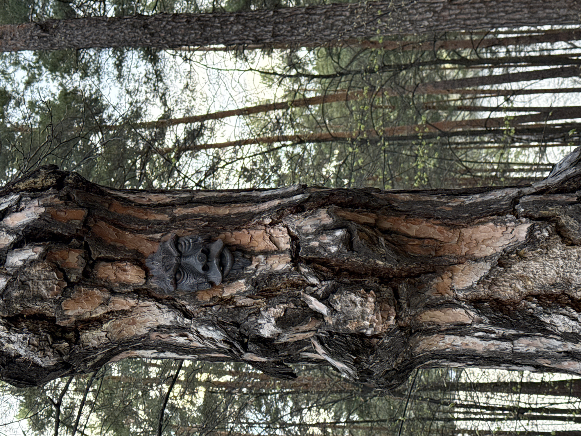 Forest walk documented at Lake Turgoyak resort area Russia