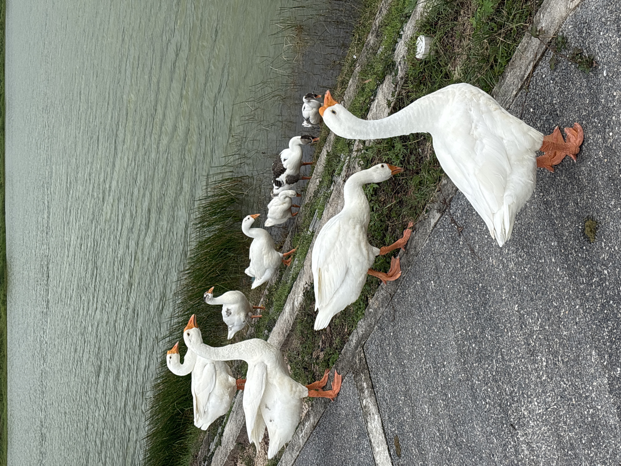 Geese and cattle at rest near the water in Choeng Thale