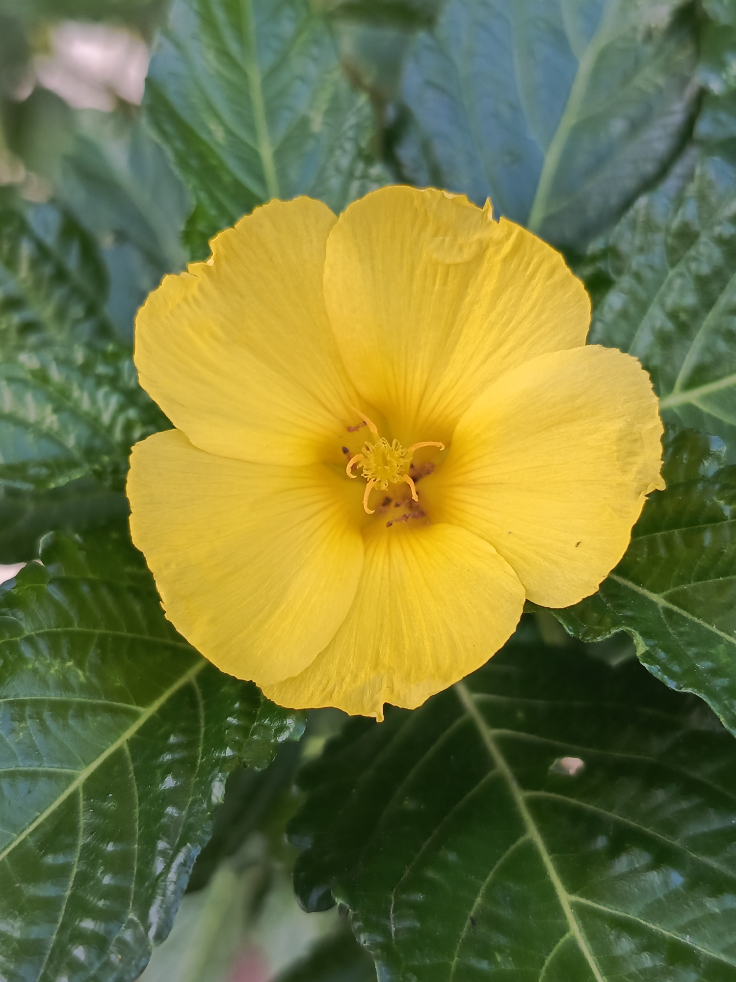 Tinaco Venezuela flowers and church documented by witness