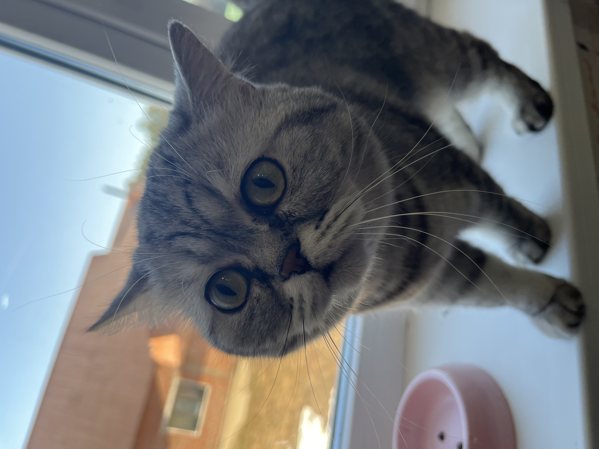 Morning breakfast with curious cat observer in Chaikovsky, Russia