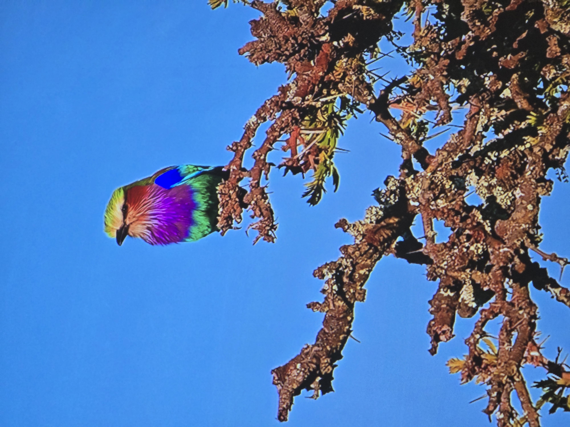 Lilac-breasted roller perched on thorny branch, Tanzania savanna