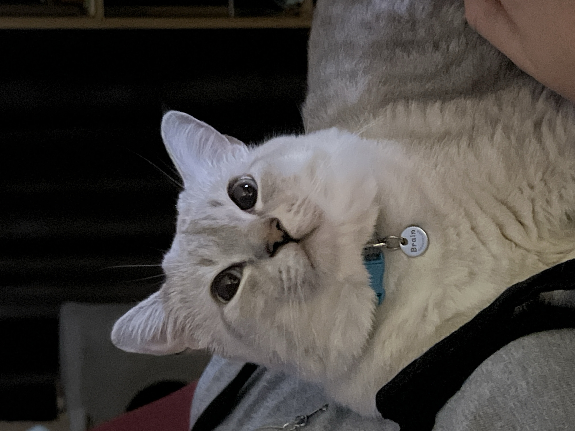 Tabby cat with blue collar observed indoors