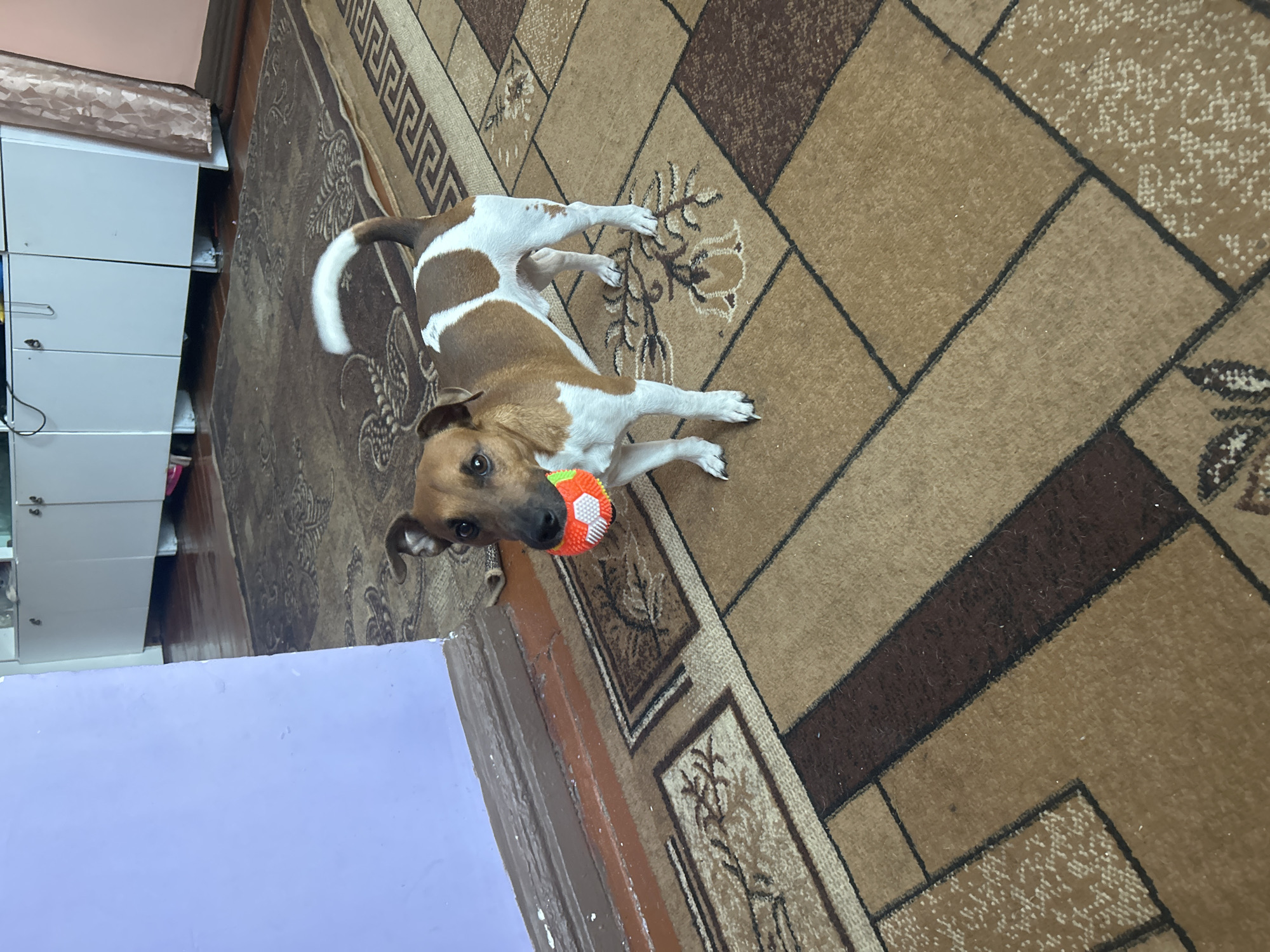 Afternoon at home in Tiraspol, dog and all