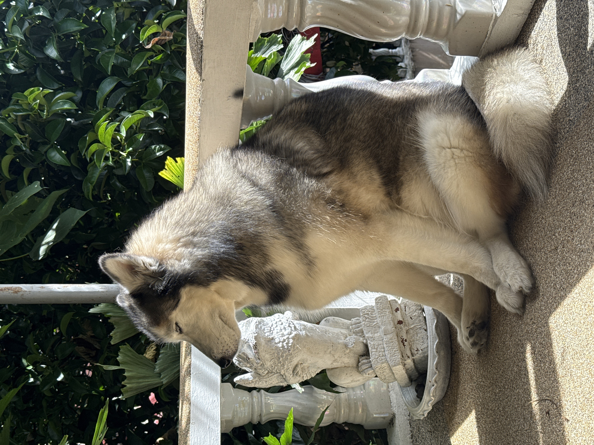 Husky relaxing on a sunny balcony in Chalong, Thailand