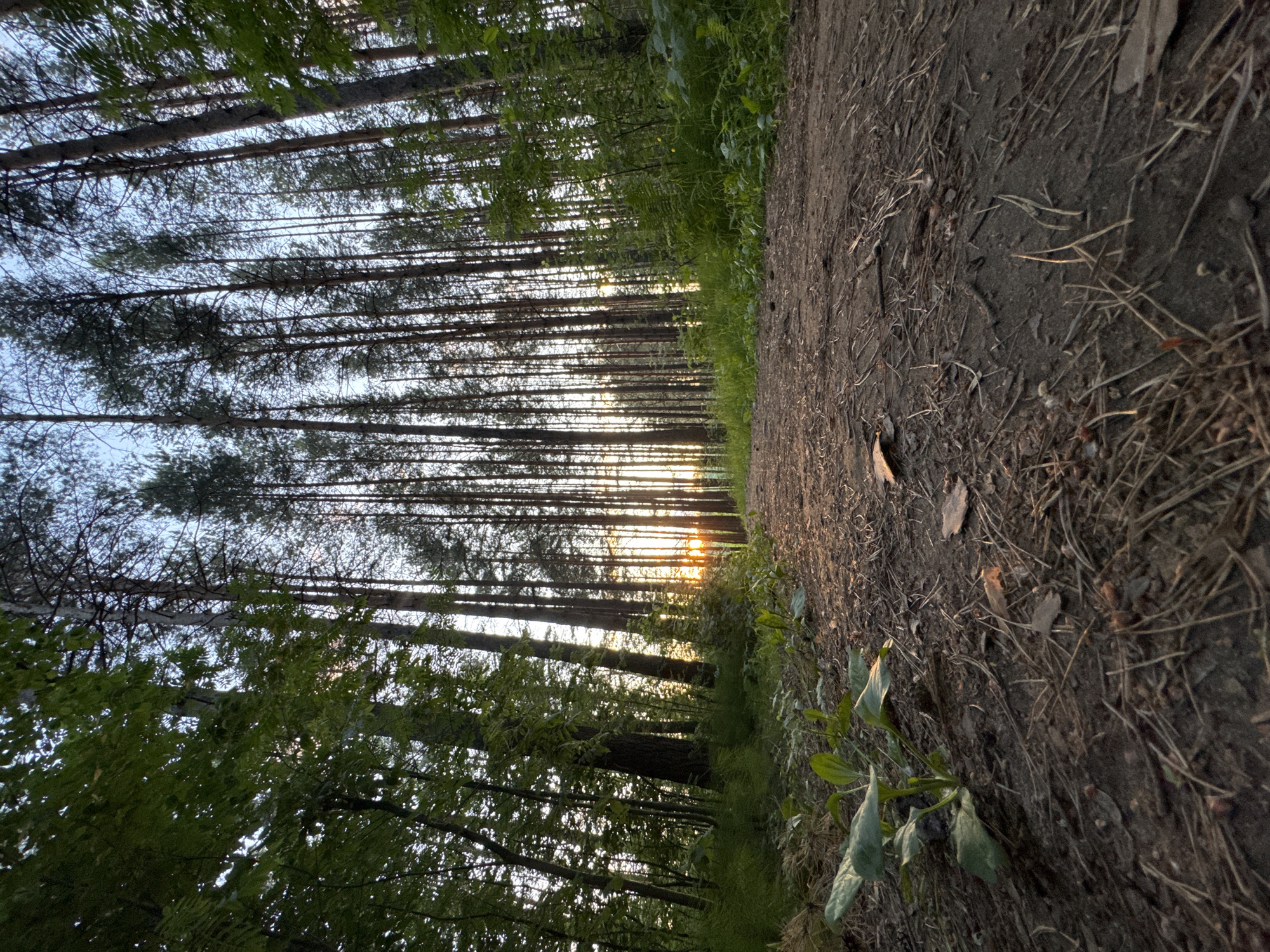 Everyday moments captured across Chaikovsky forest and walkways