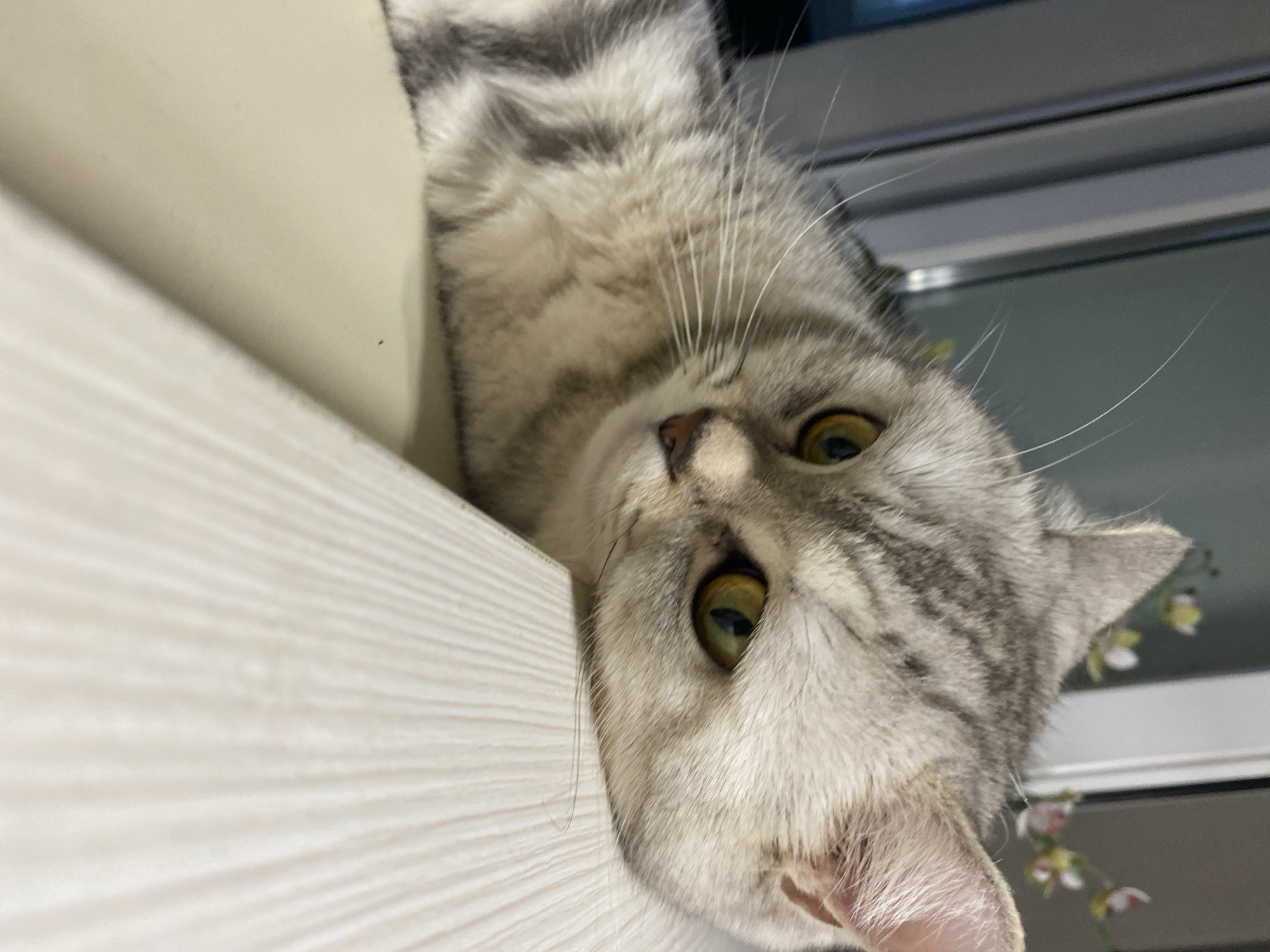 Cats and a chinchilla doing their thing at home in Votkinsk