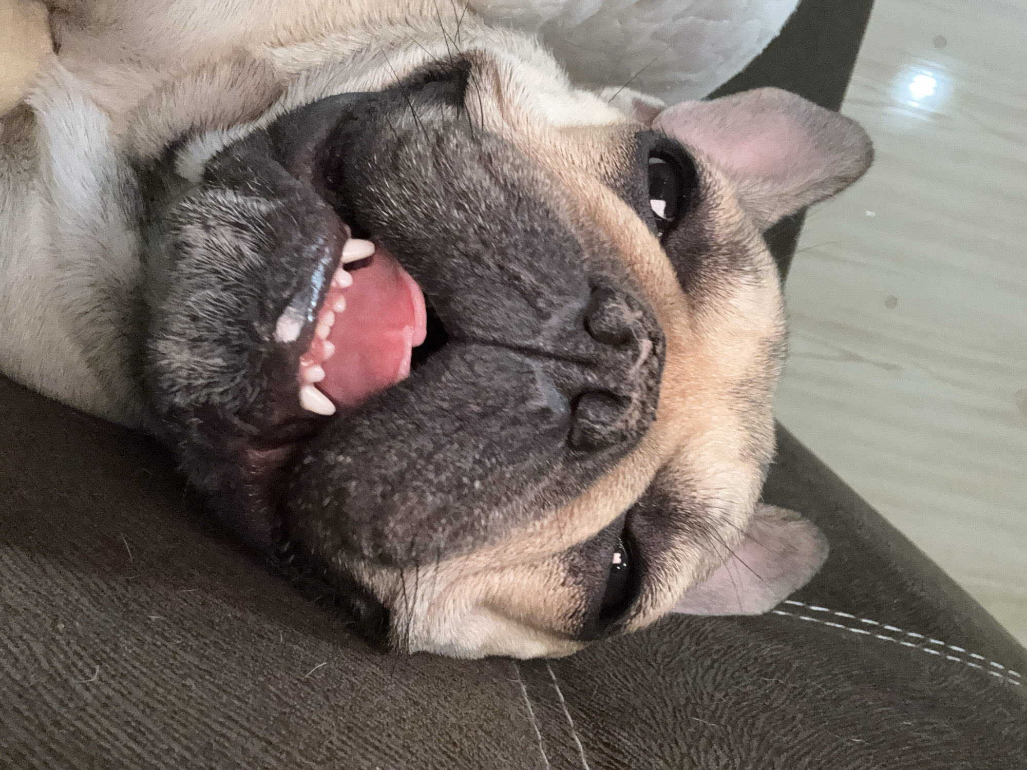 Kittens and French Bulldog photographed resting in Anton home
