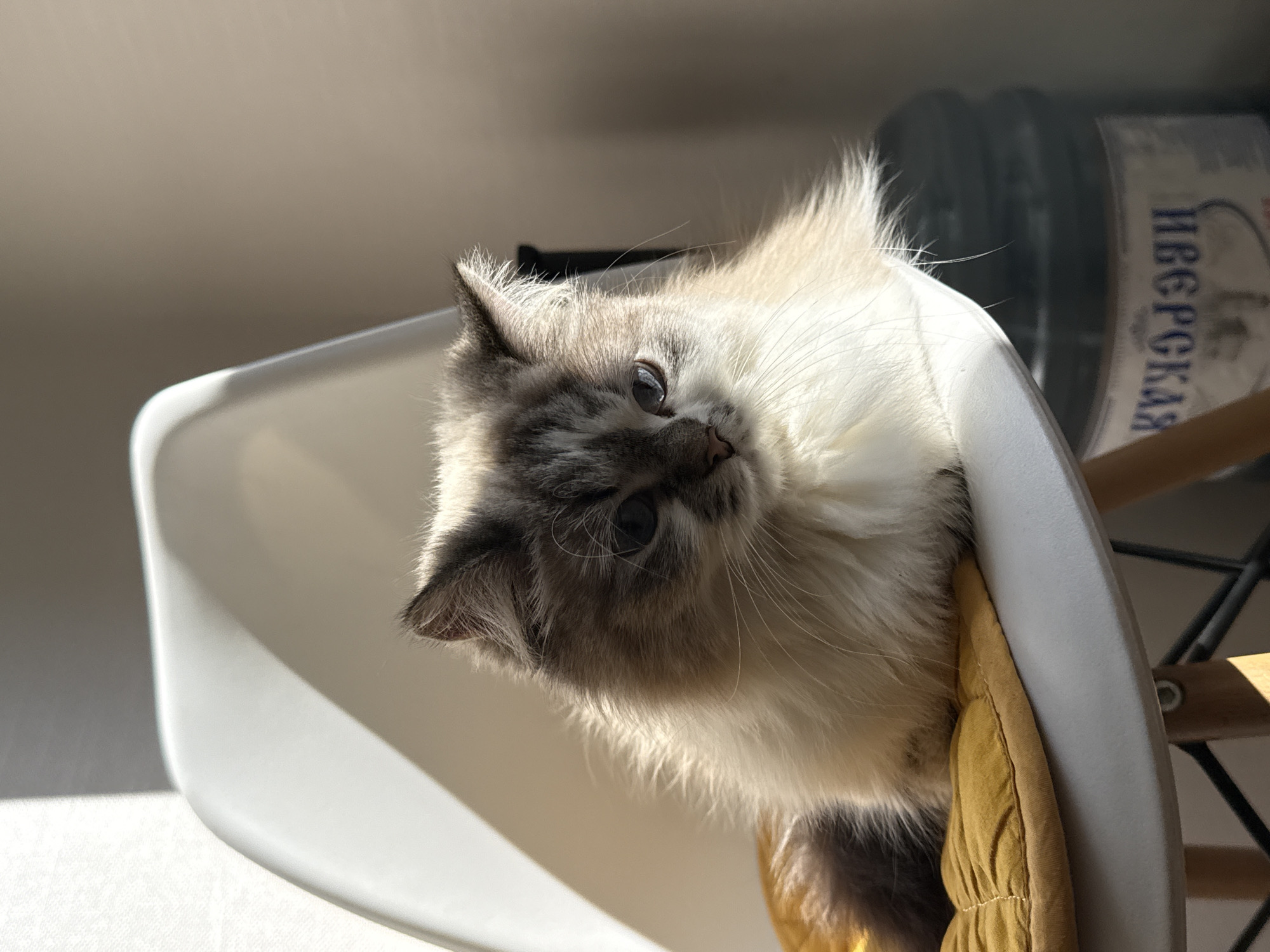 Domestic cats observed in morning household scenes, Rostov-on-Don