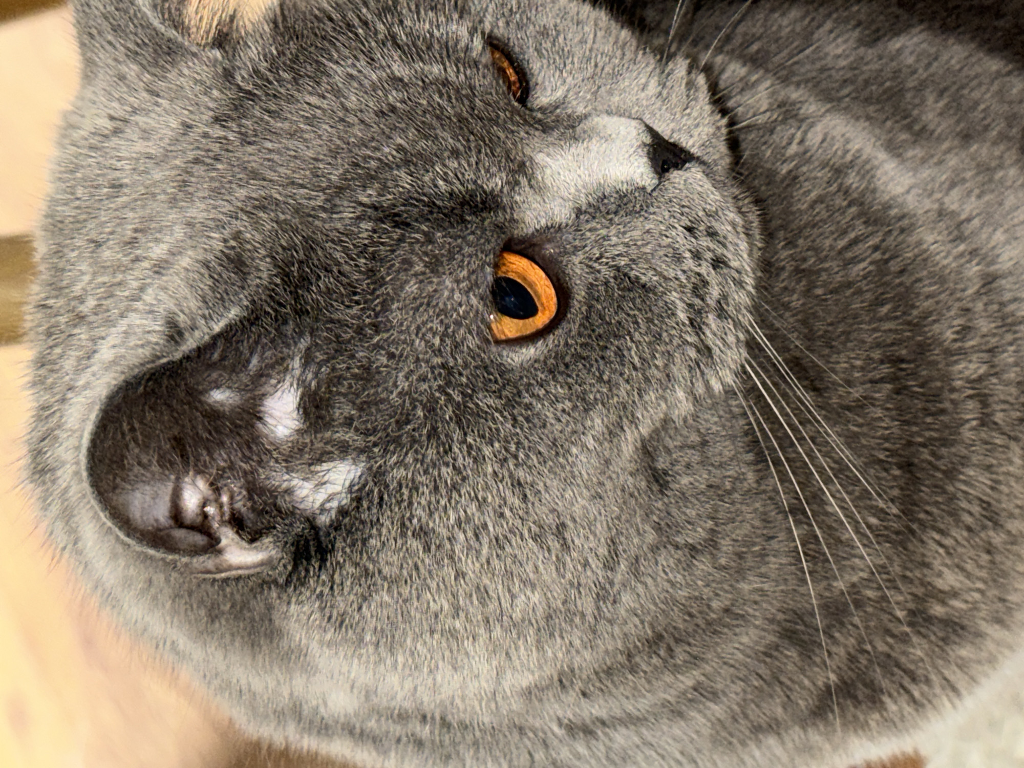 Cat portraits and urban scenes documented in Plovdiv afternoon