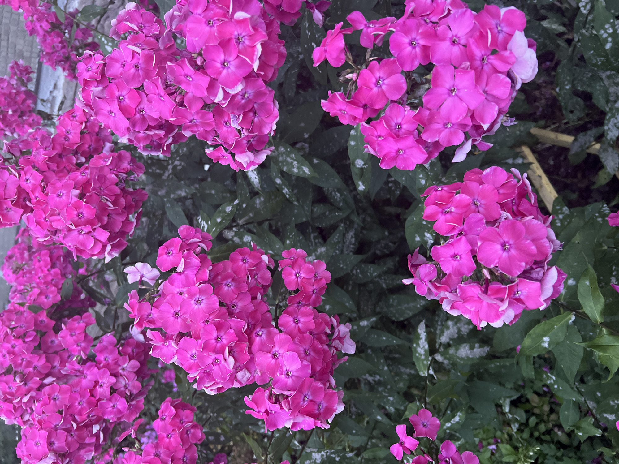 Garden blooms, church domes, and folk art in one afternoon