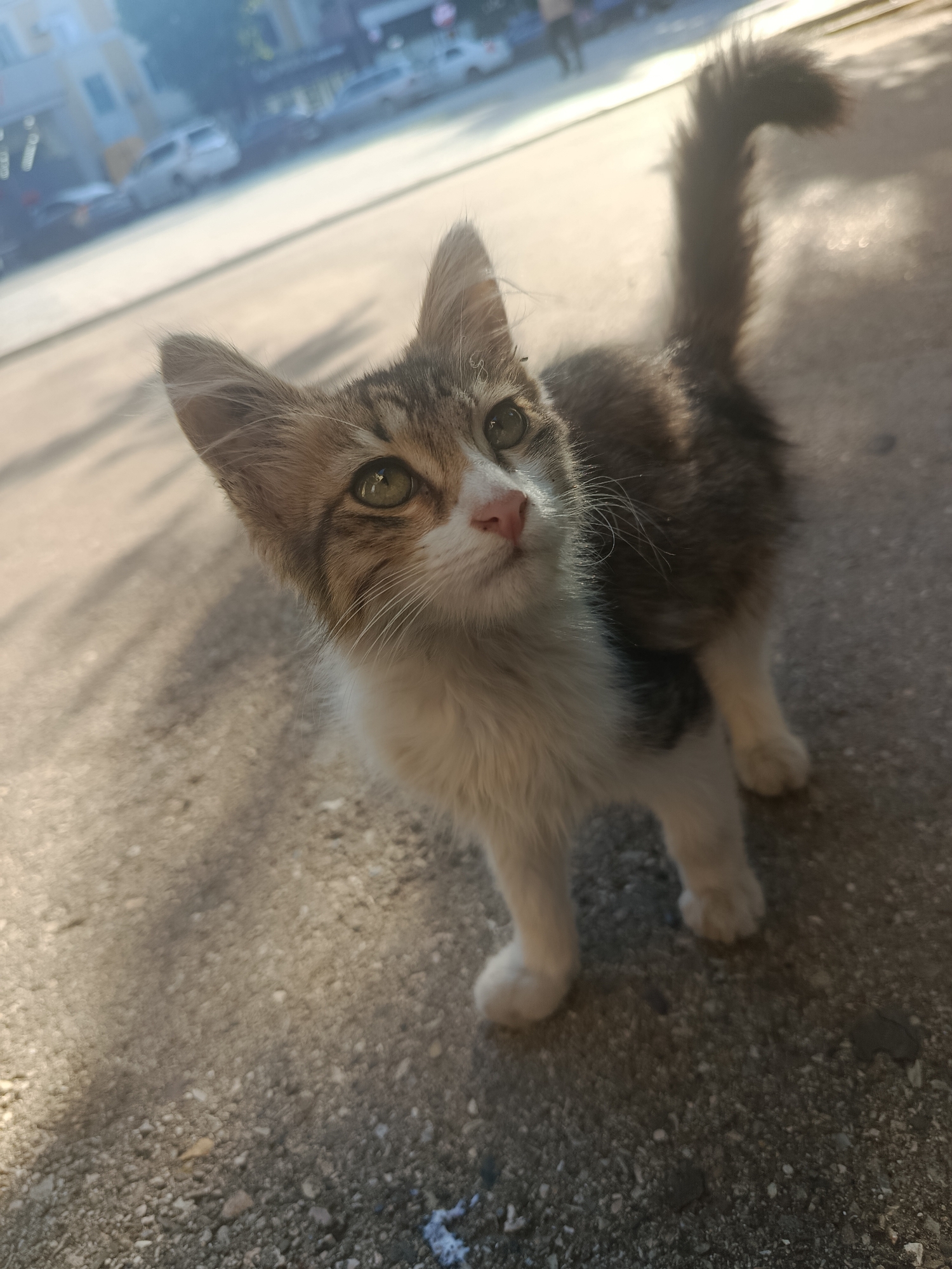 Tabby kitten on the streets of Sumgayit, held and curious