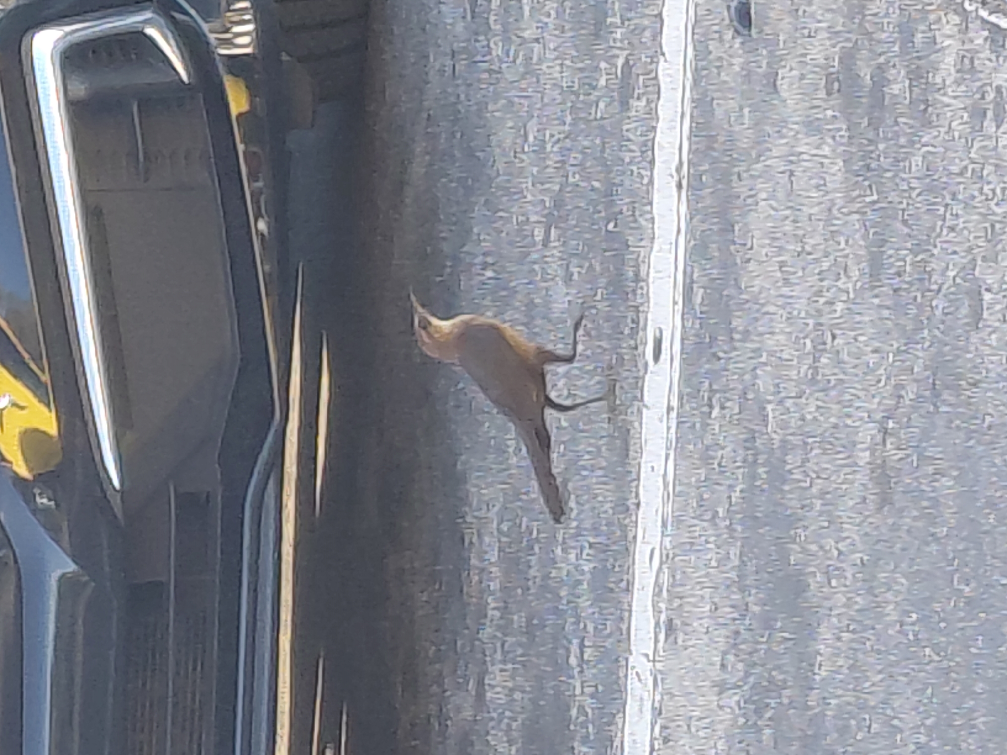 Bird observed on Miami pavement near white striping