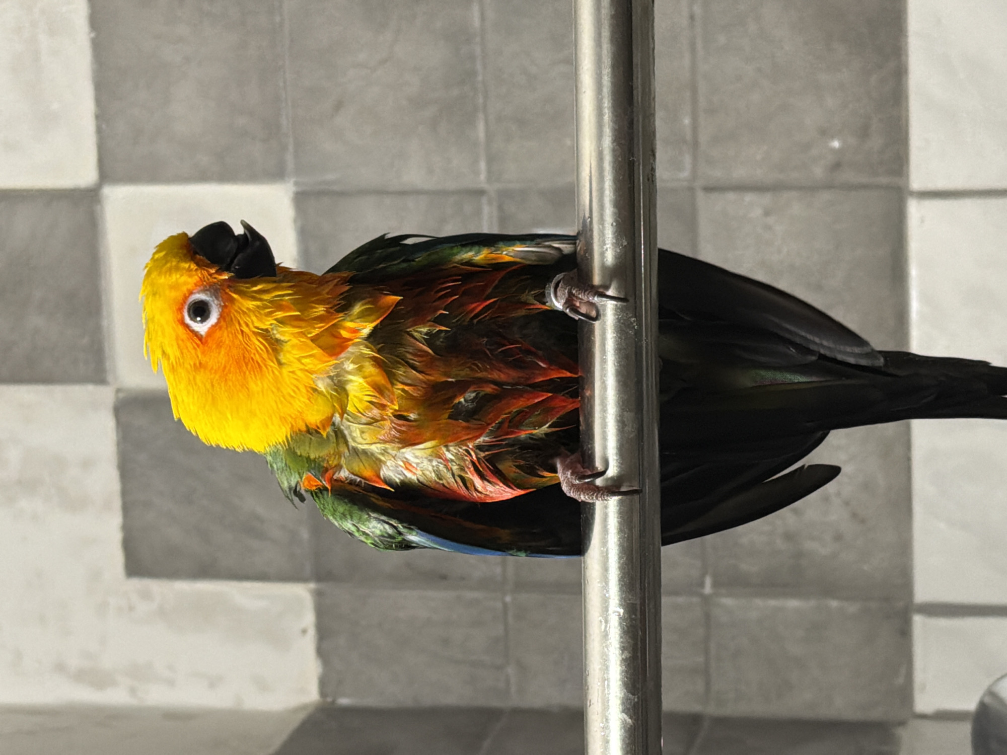 Pet parrot takes morning bath in Russian bathroom sink