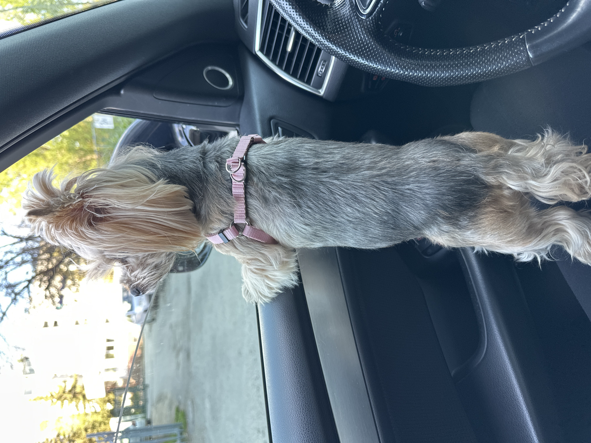 Yorkshire terrier spotted at car window in Sofia street scene