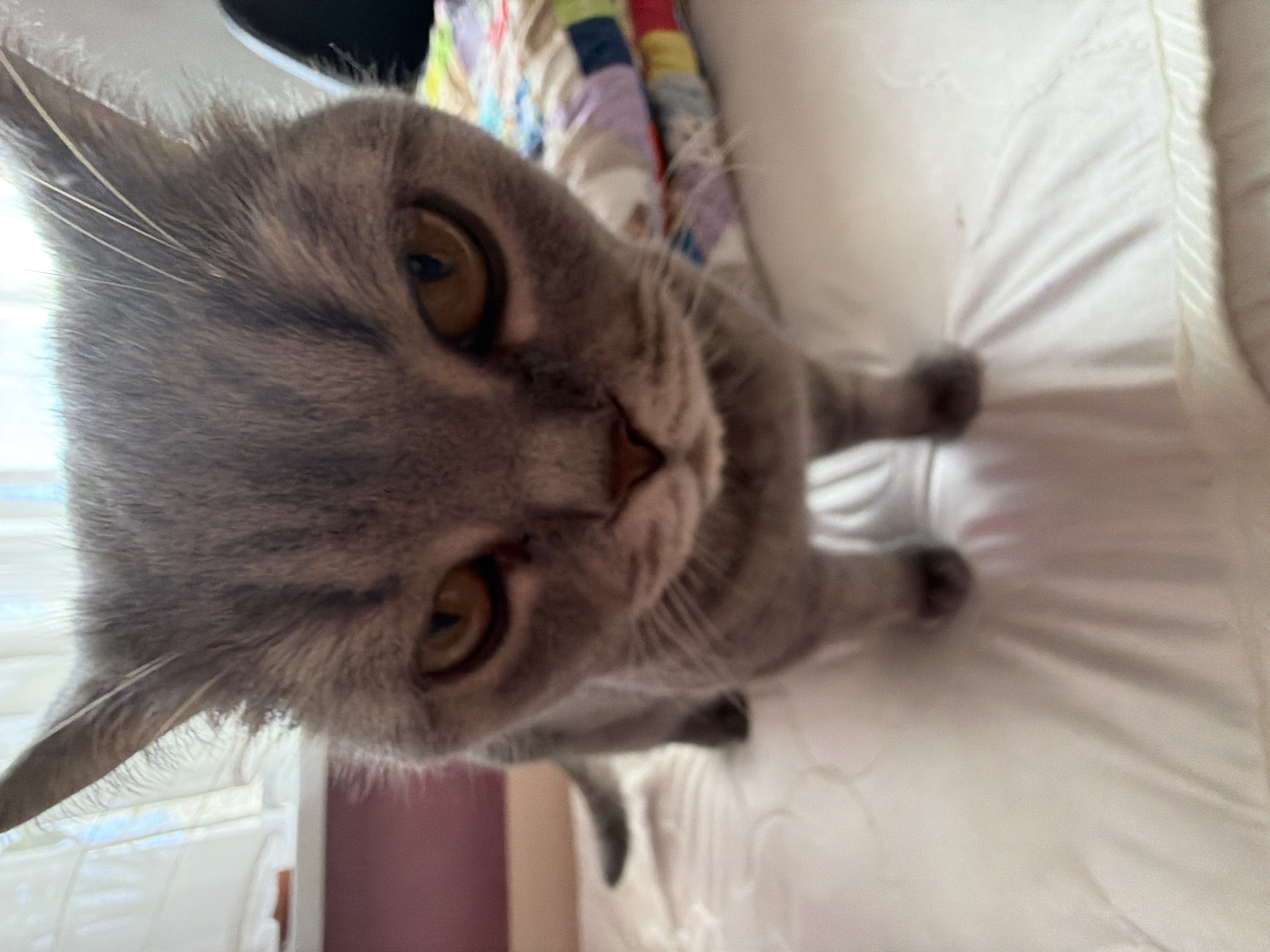 Gray tabby cat photographed on bedding in Perm, Russia