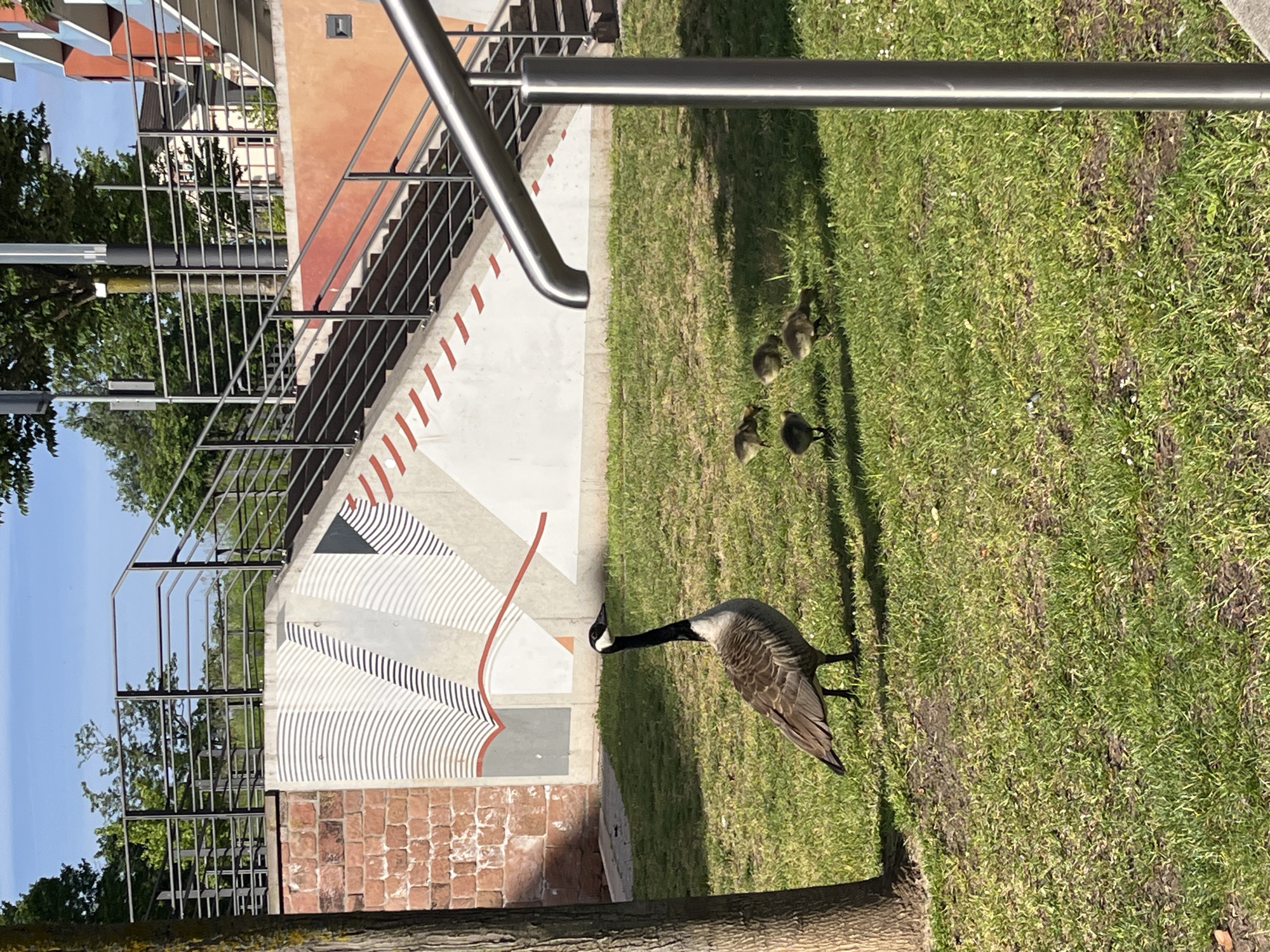 Canada geese family spotted near canal in German city