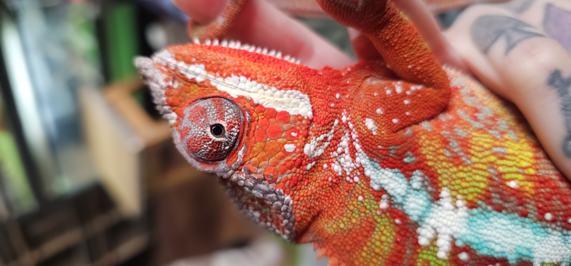 Colorful chameleon handled indoors in Moscow residence
