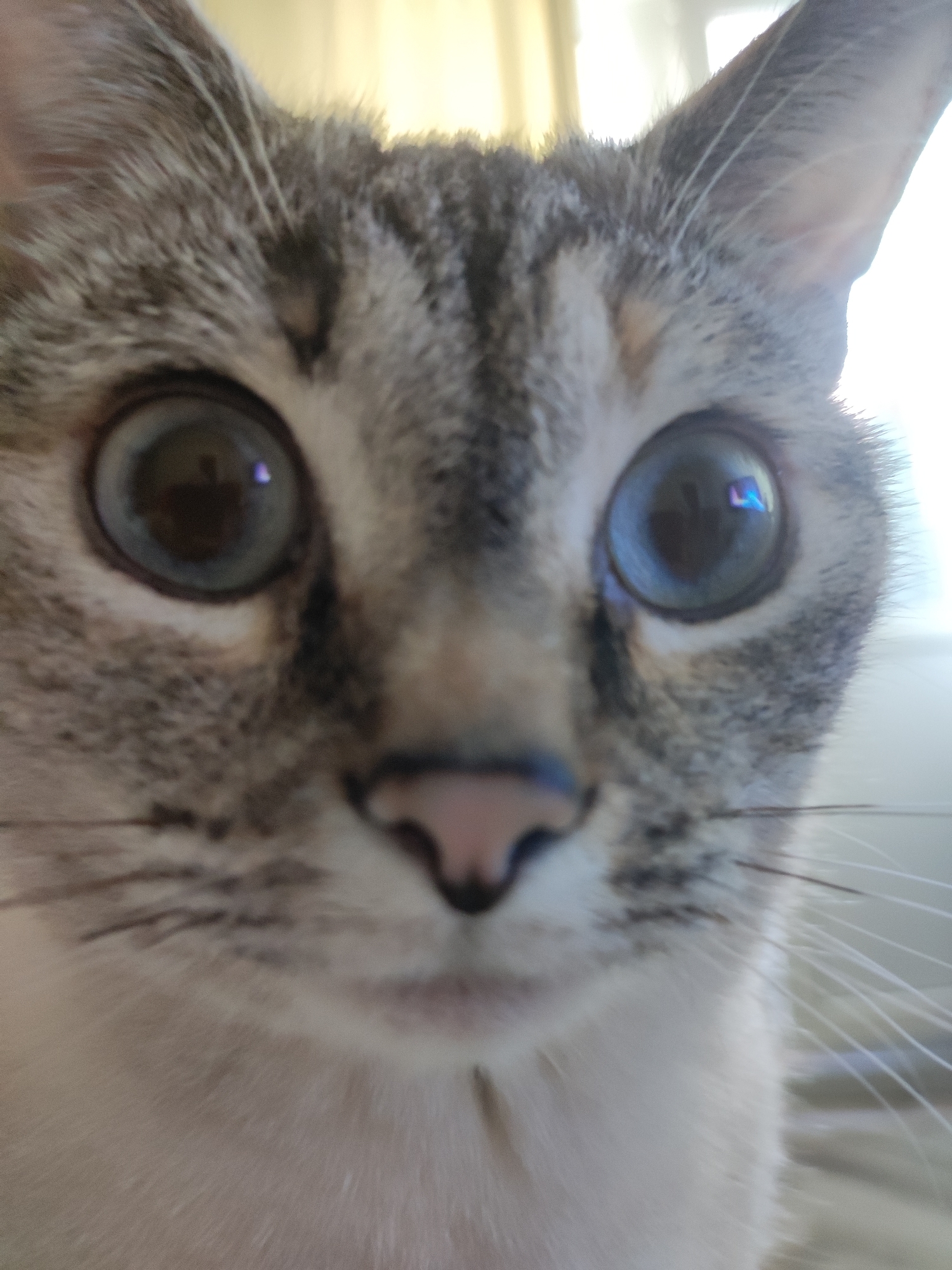 Blue-eyed tabby cat, multiple close-up angles indoors