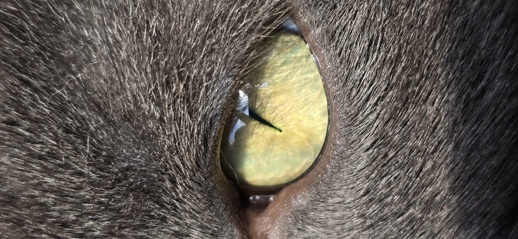 Gray cat in Vratsa: napping, grooming, and close-up posing