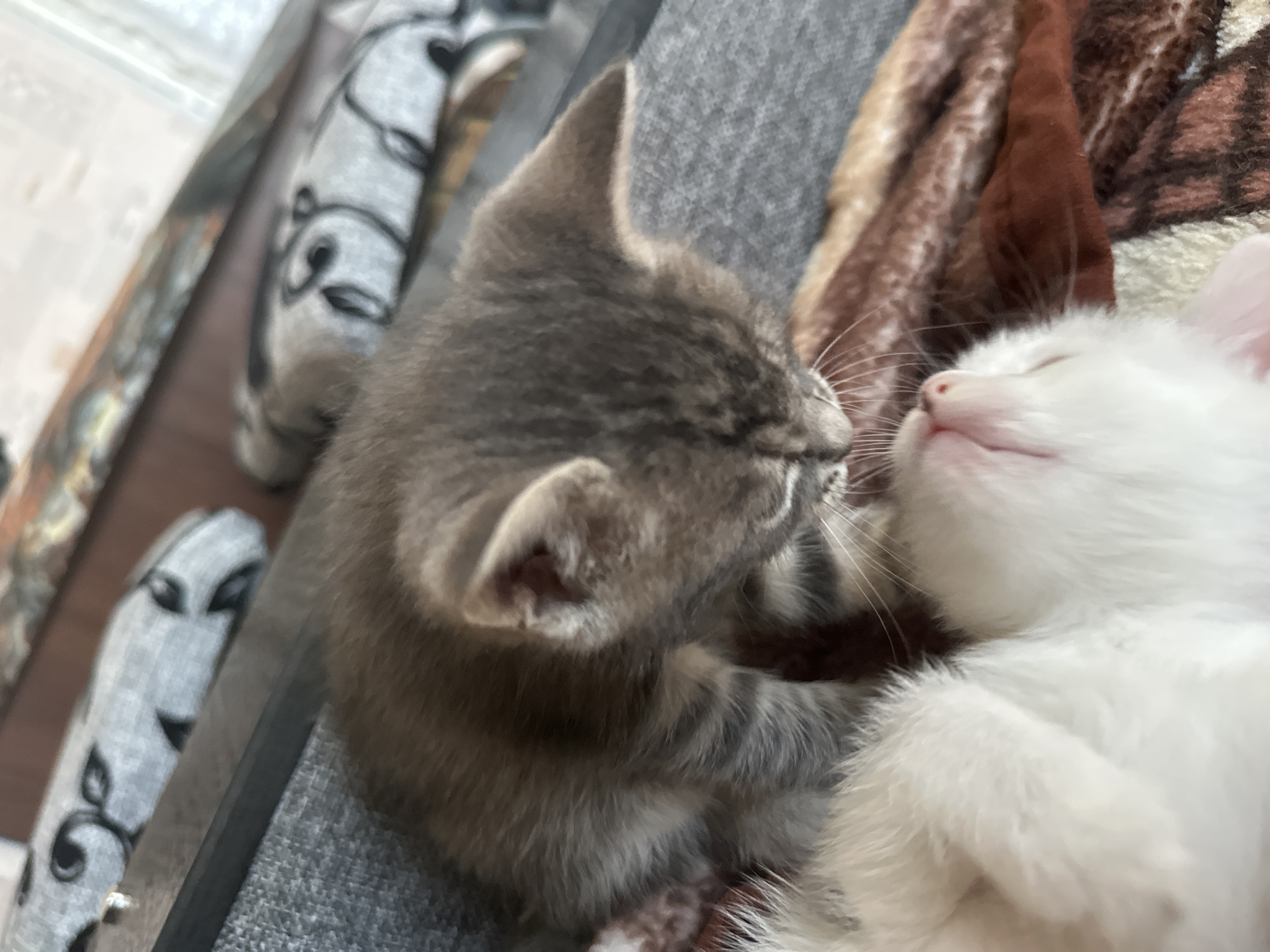 Witness captures kittens and puppy playing in home garden
