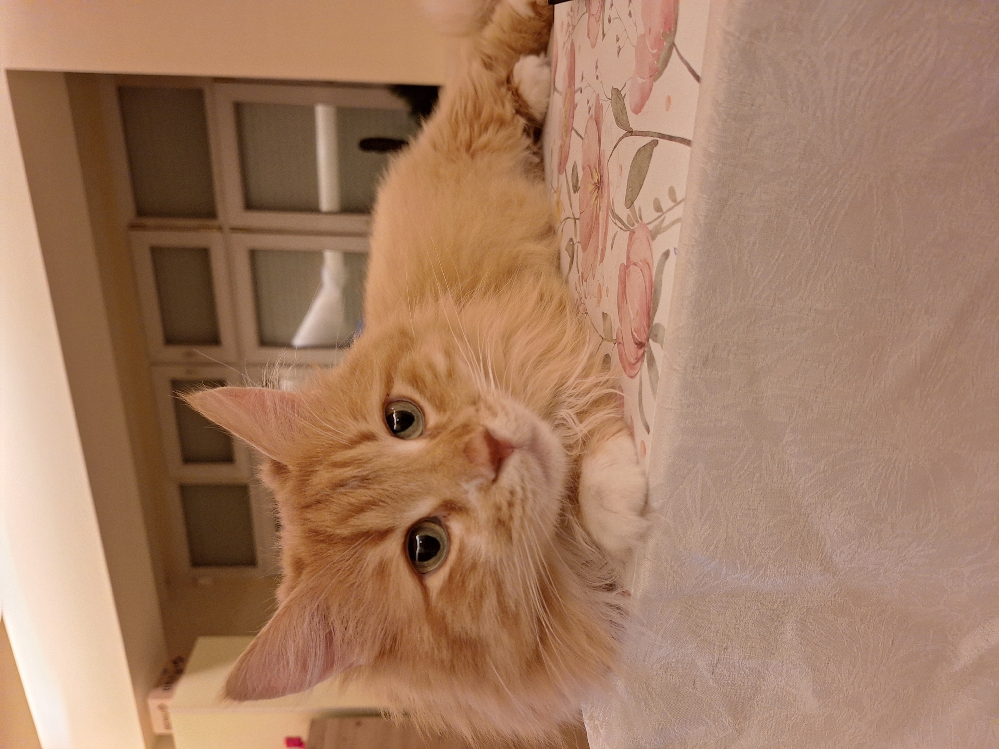 Orange cat photographed relaxing indoors in Varna, Bulgaria
