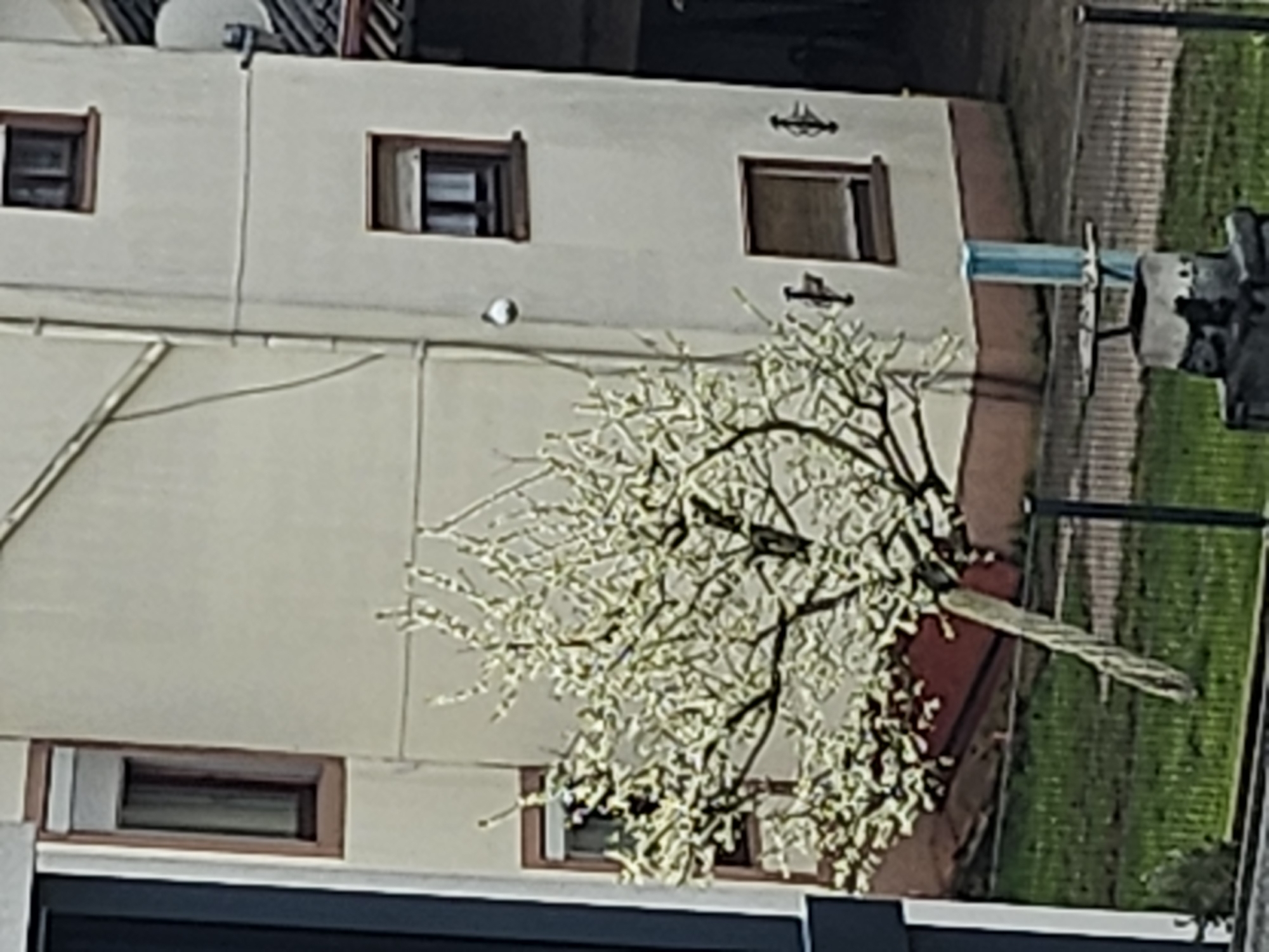 Quiet morning moments captured in residential Trier neighborhood