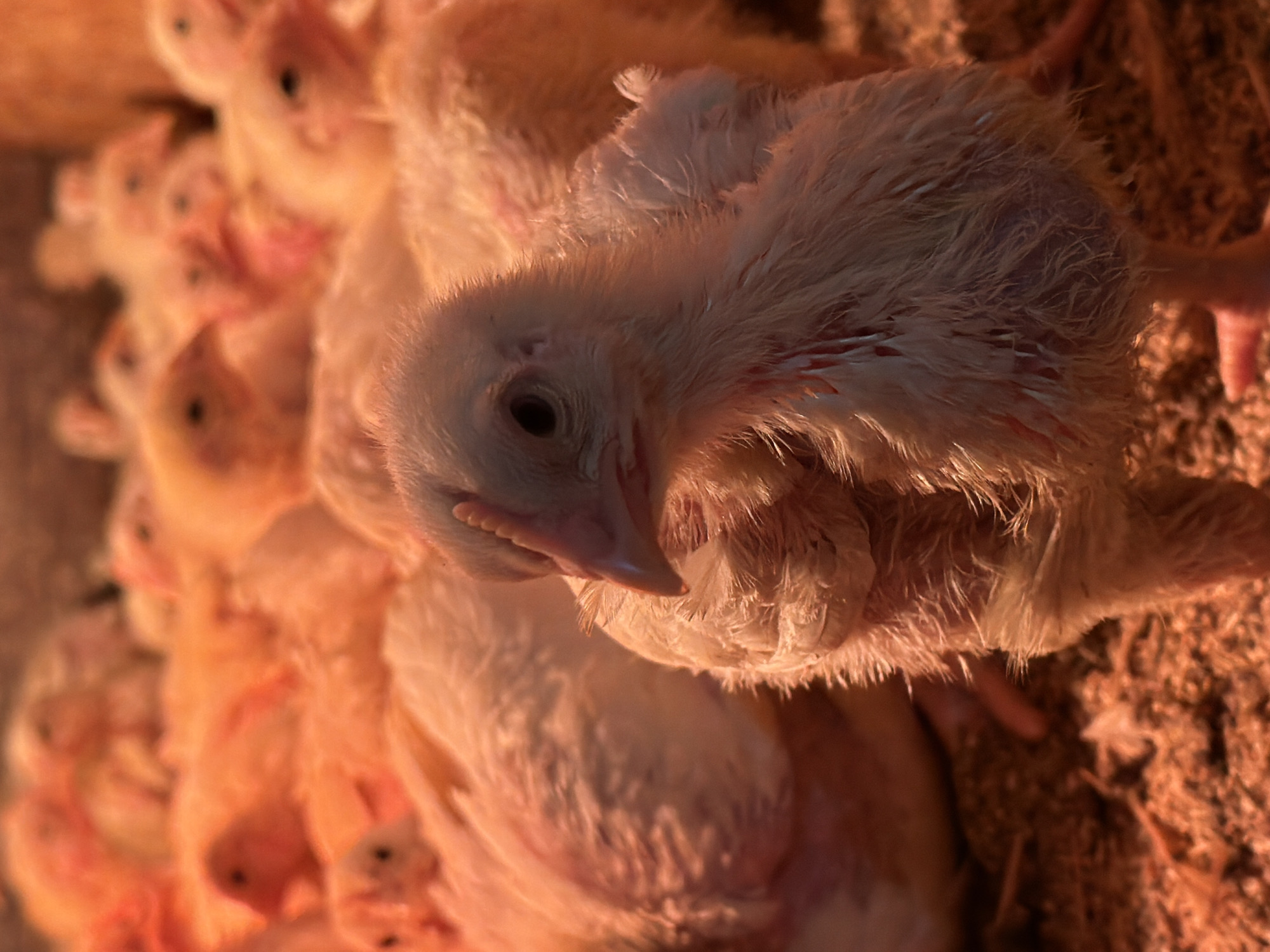 Rural spring day documented in Бронница: dogs, chicks, garden
