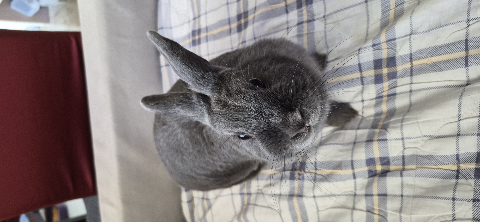 Gray rabbit's morning at home in Ussurijsk, Russia