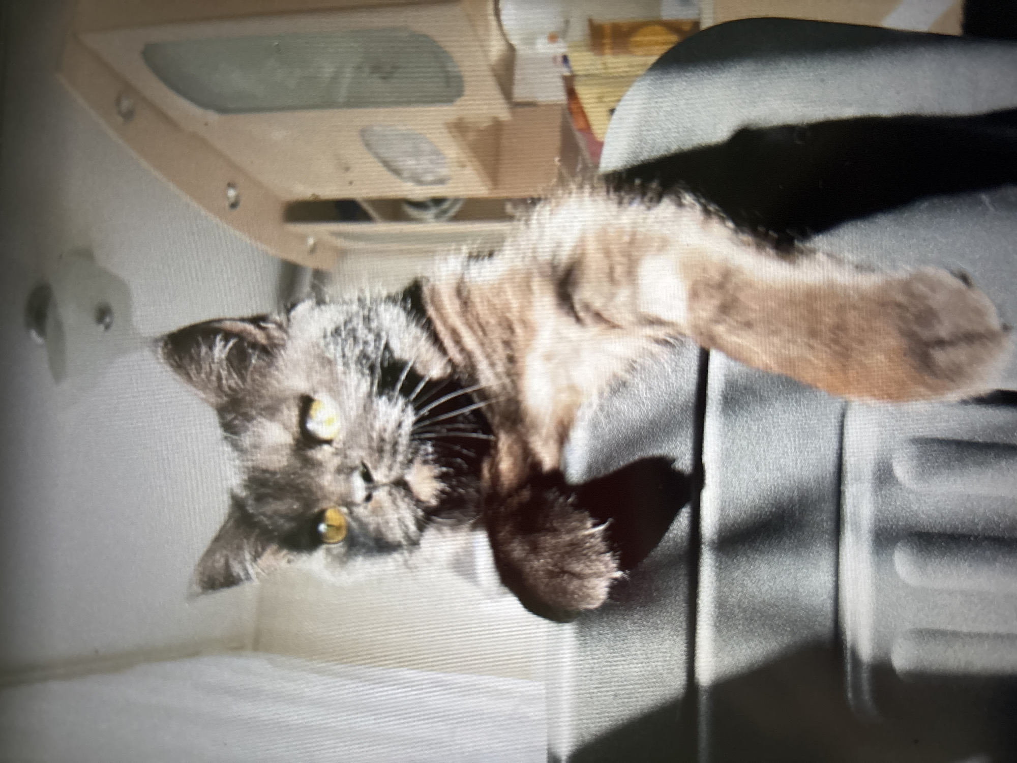 Cats, portraits, and quiet home moments in Novosibirsk